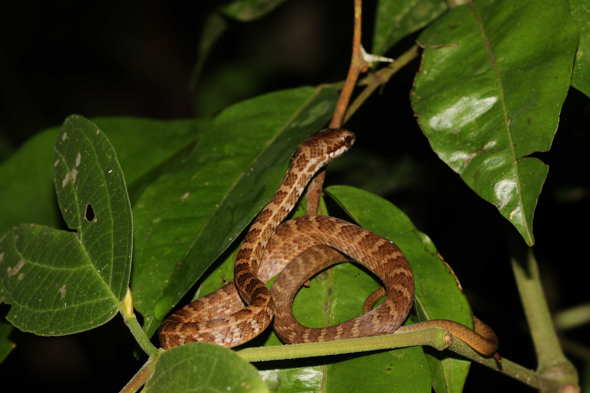 Mastigodryas boddaerti