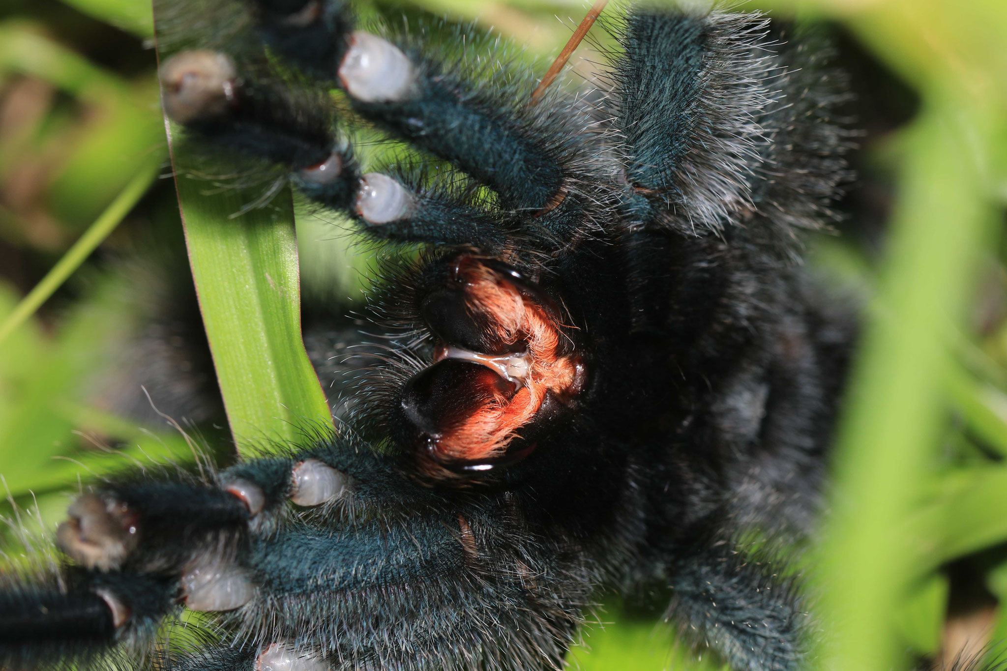 Avicularia avicularia