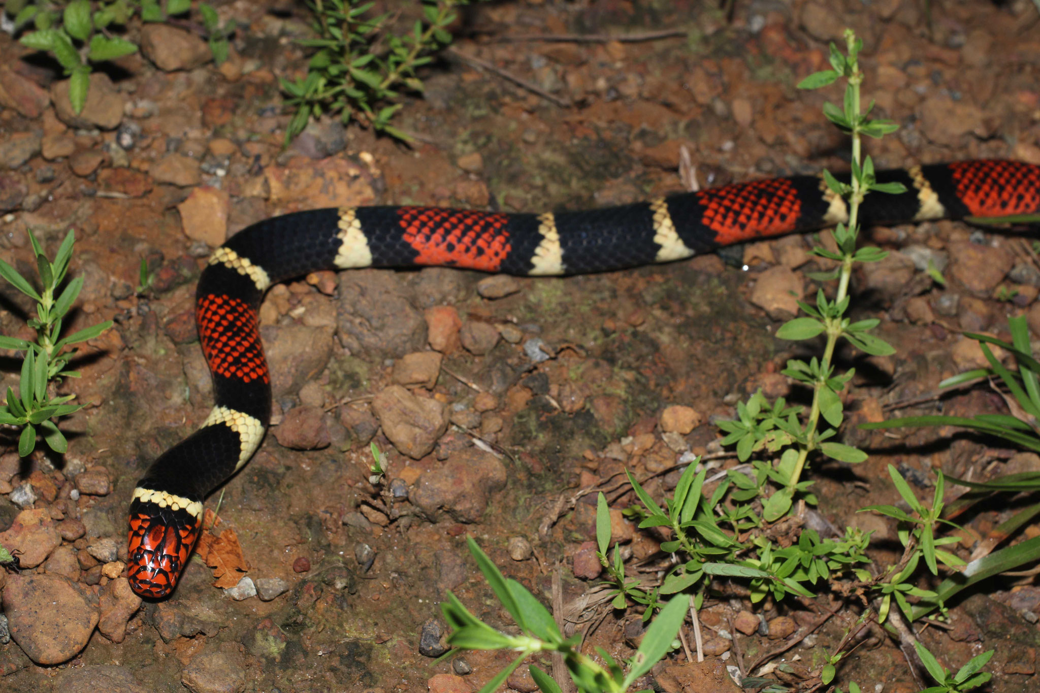 Micrurus surinamensis