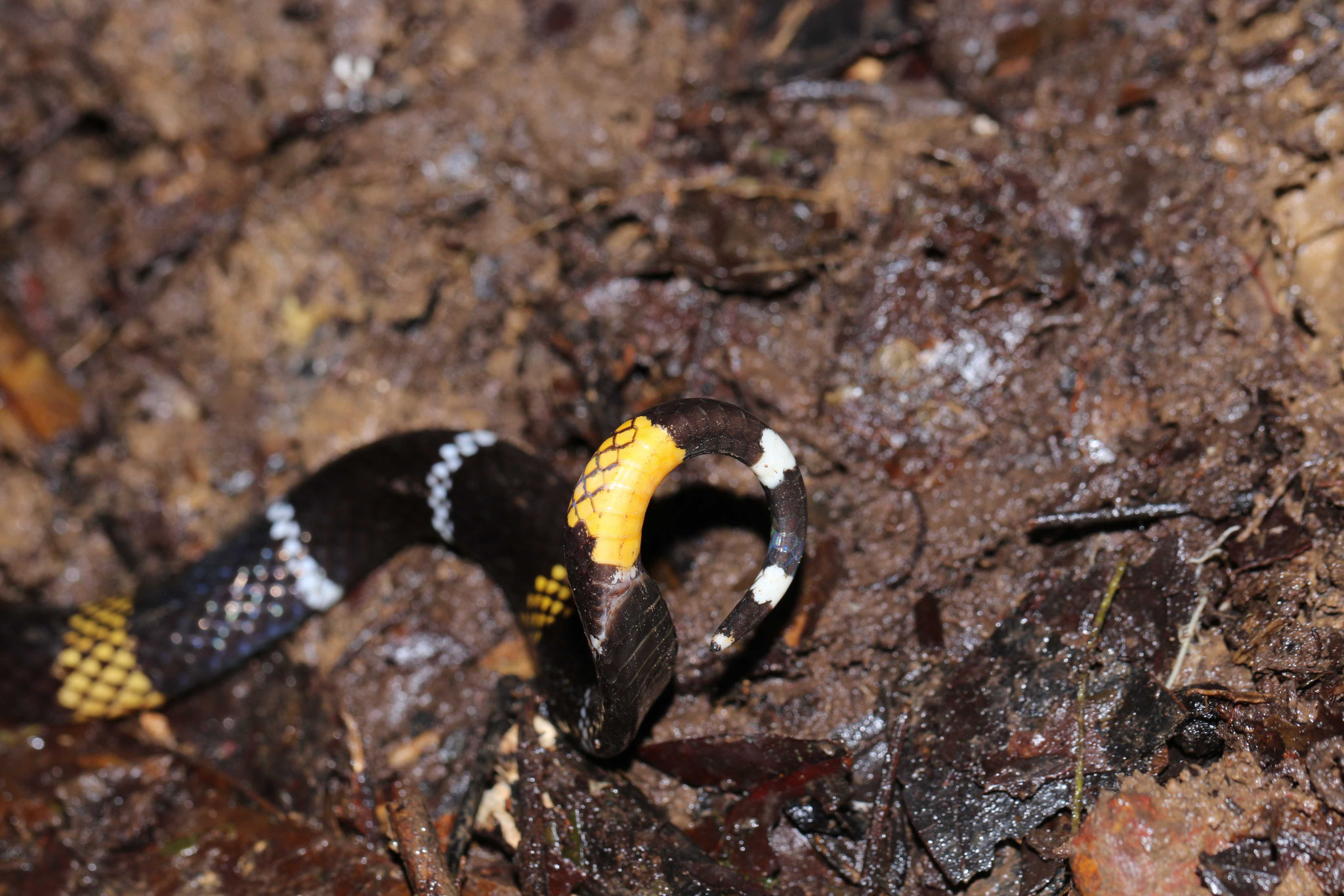 Micrurus hemprichii
