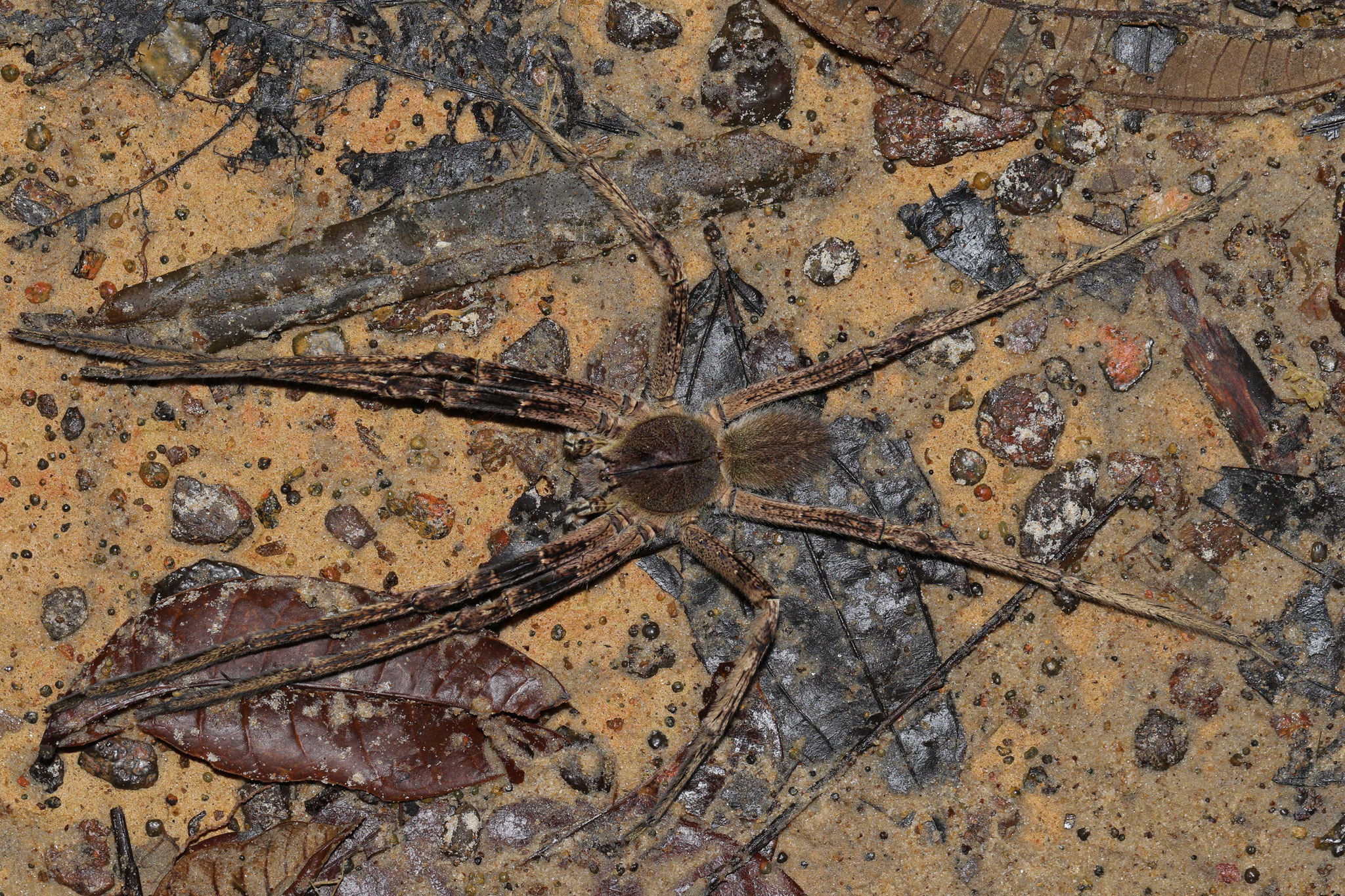 Phoneutria sp