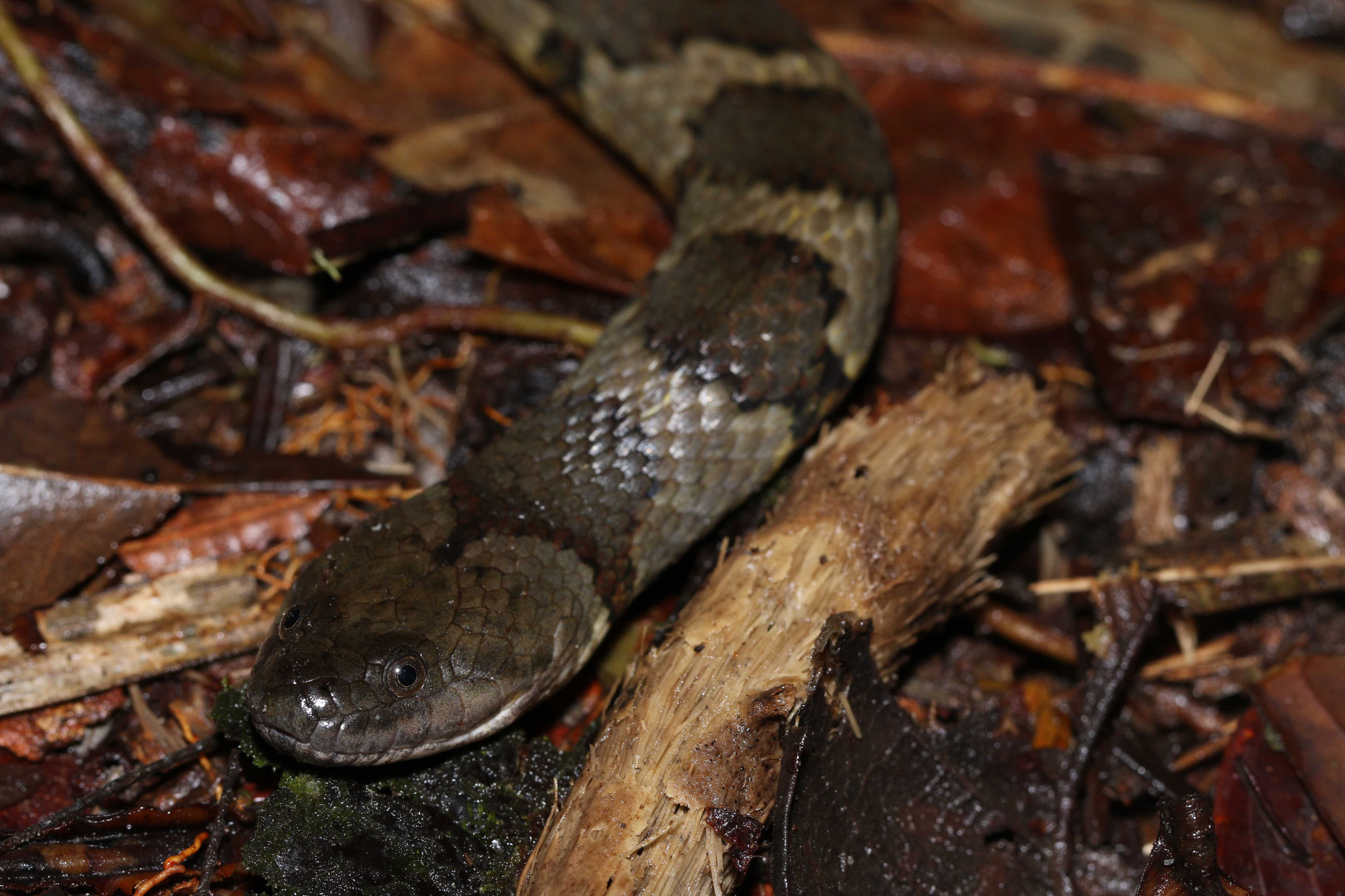 Helicops angulatus