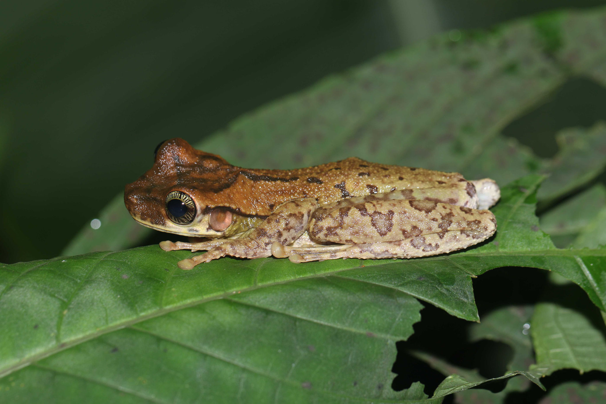 Osteocephalus taurinus