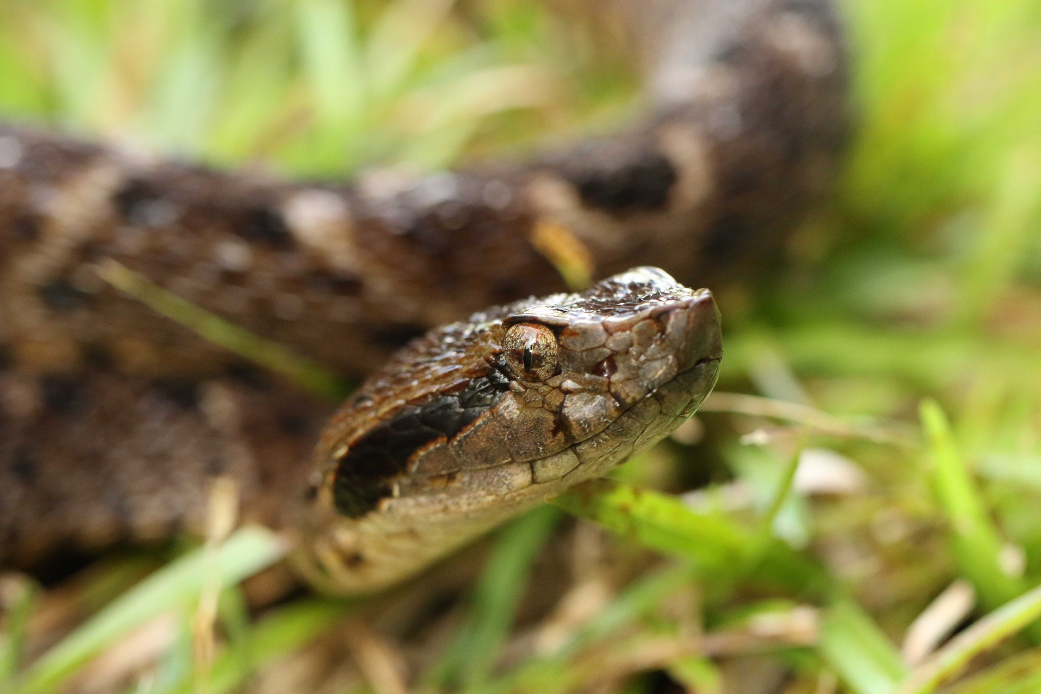 Bothrops atrox