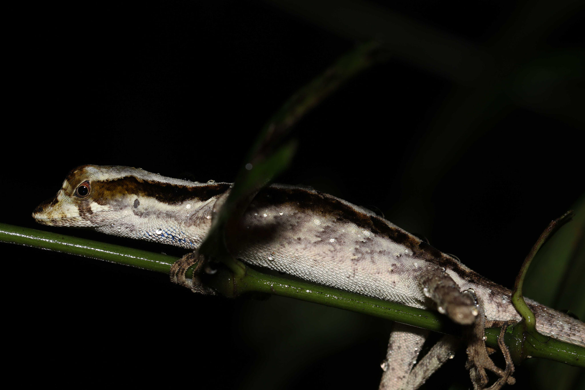 Anolis chrysolepis