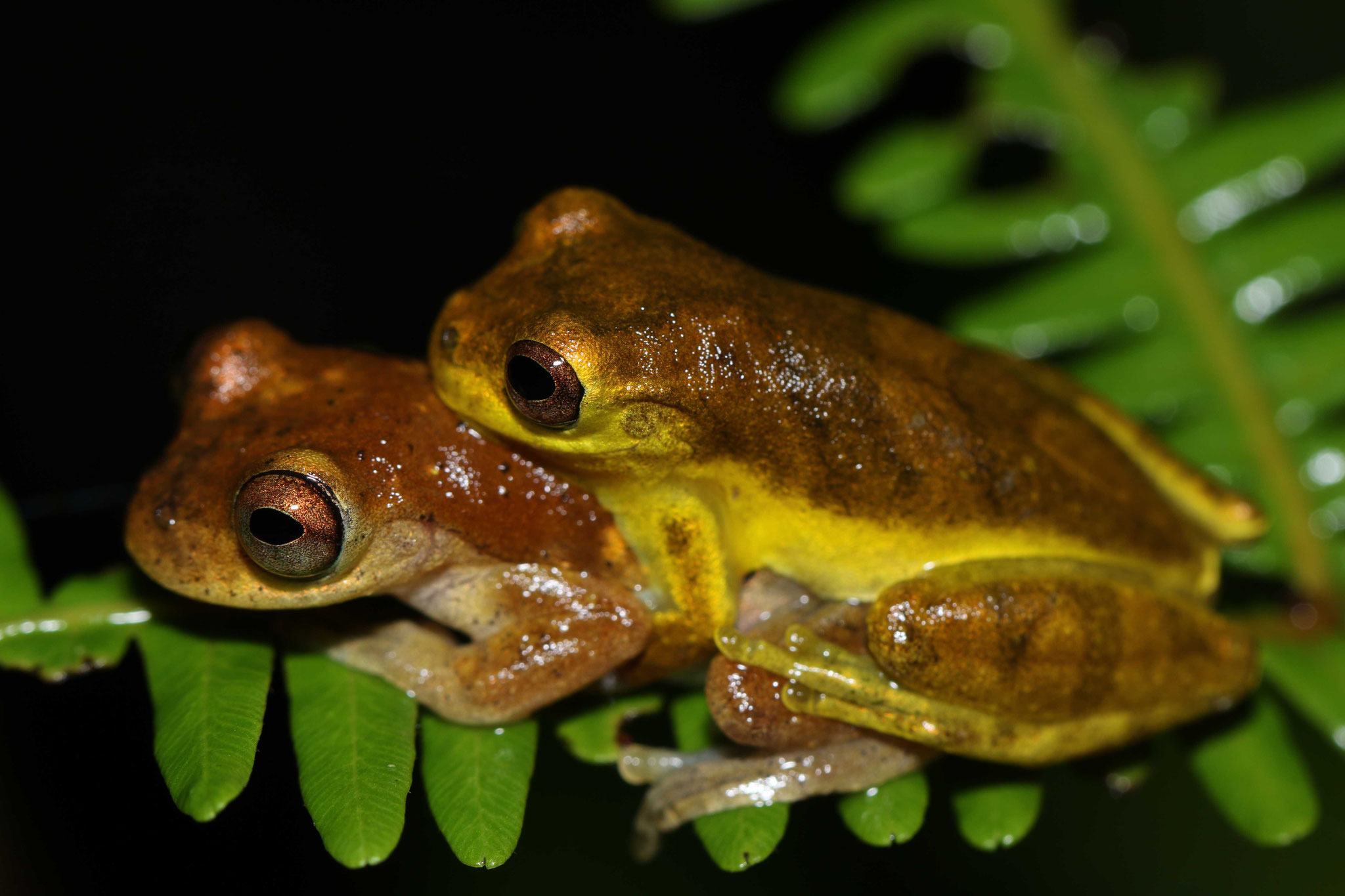 Dendropsophus minutus