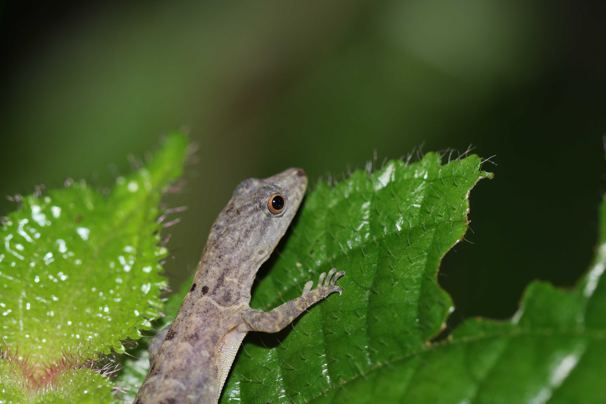 Gonatodes humeralis