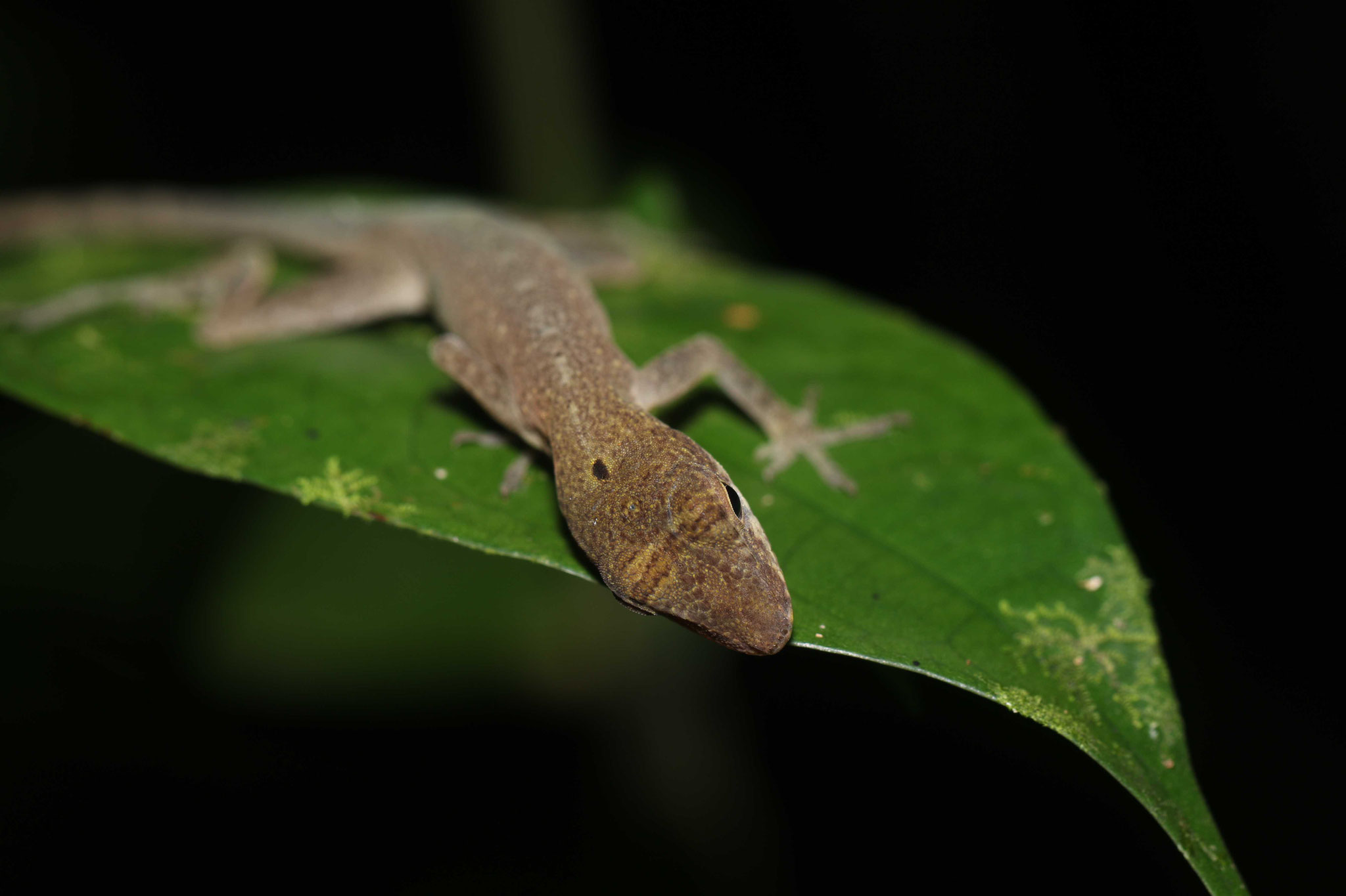 Anolis marmoratus