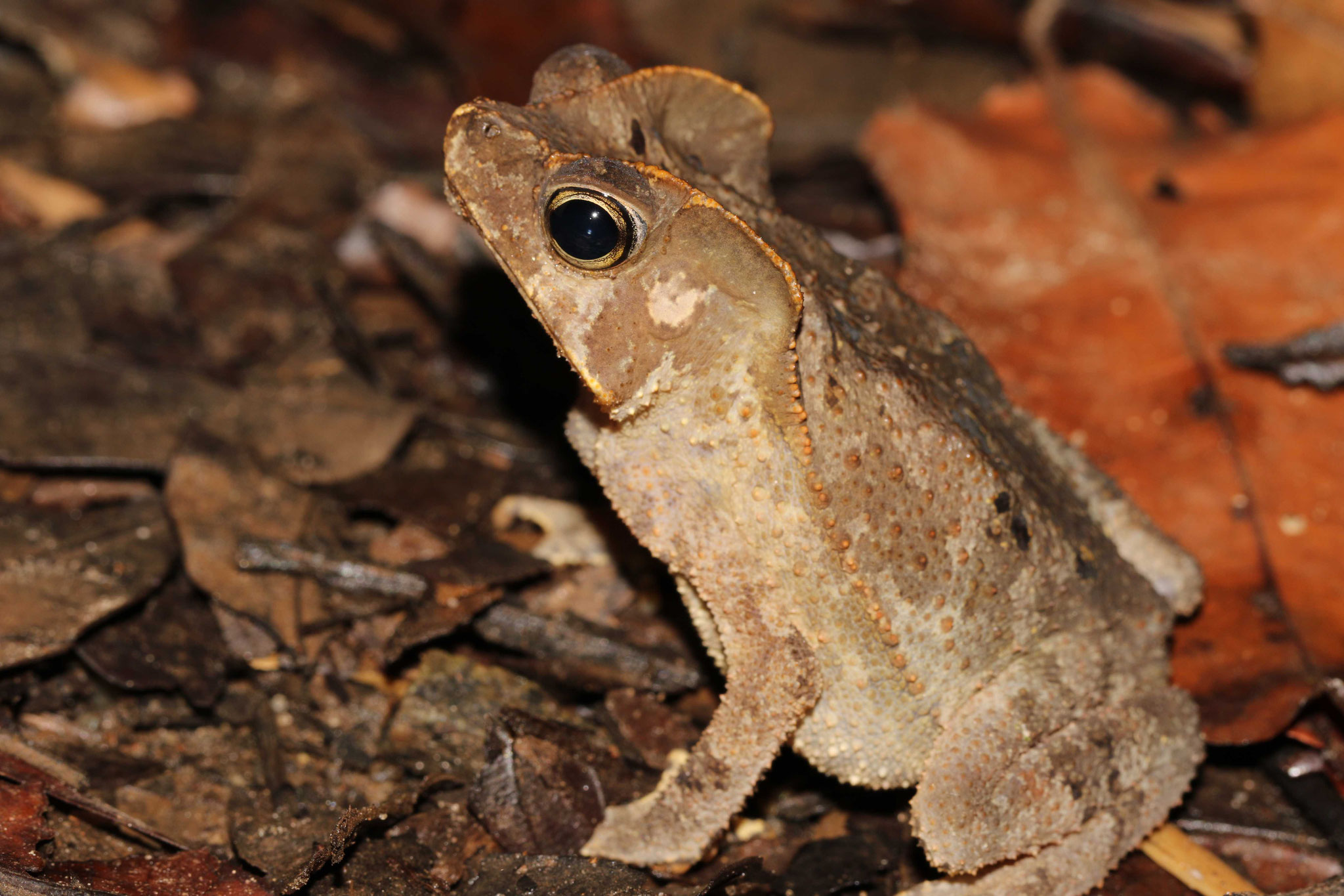 Rhinella margaritifera