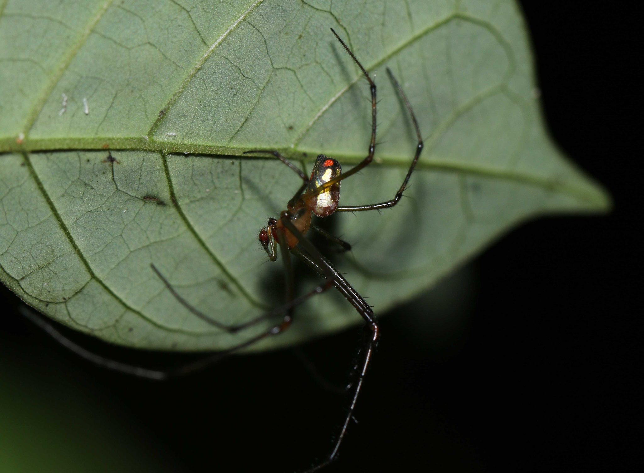 Leucauge sp 1