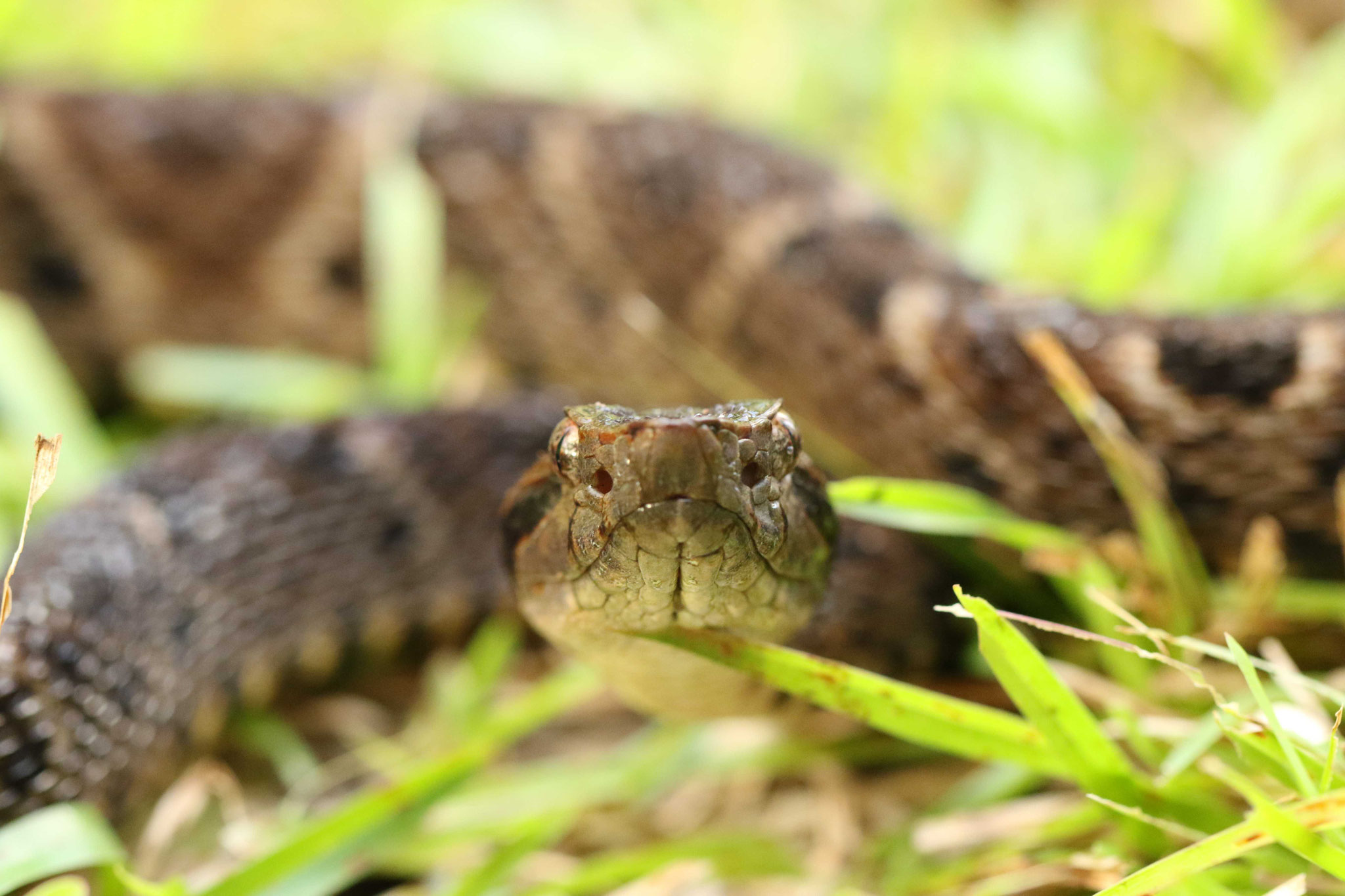 Bothrops atrox