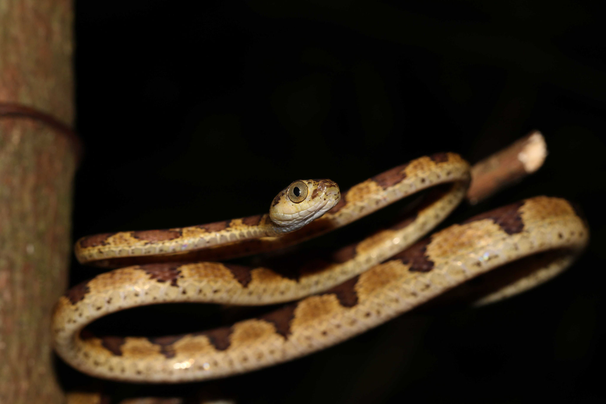 Imantodes cenchoa