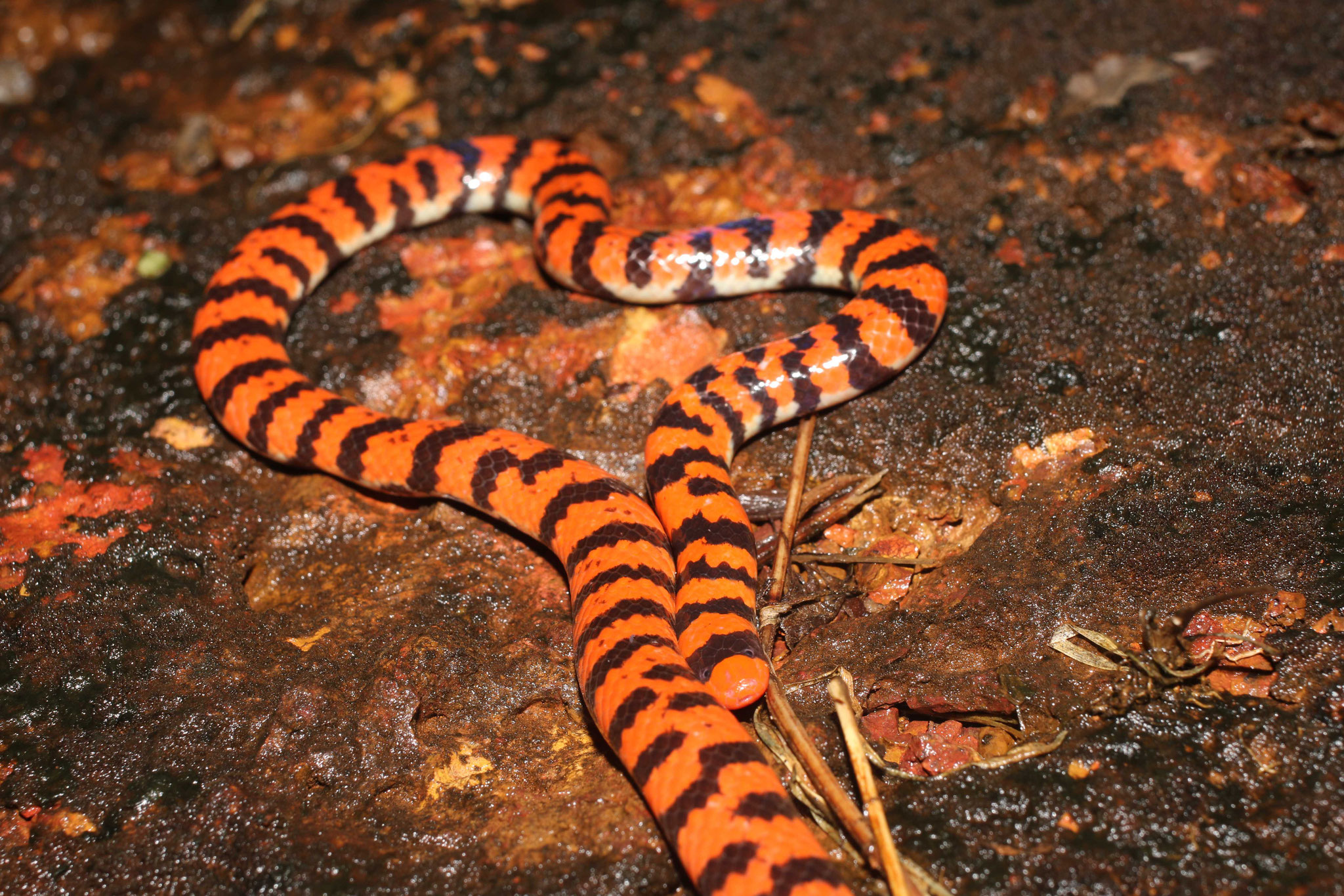 Anilius scytale