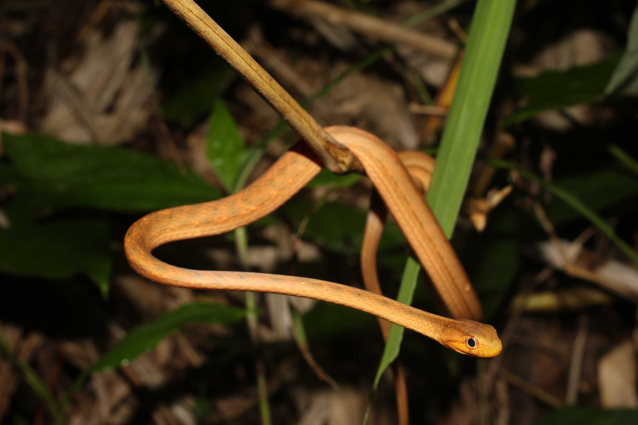 Thamnodynastes pallidus