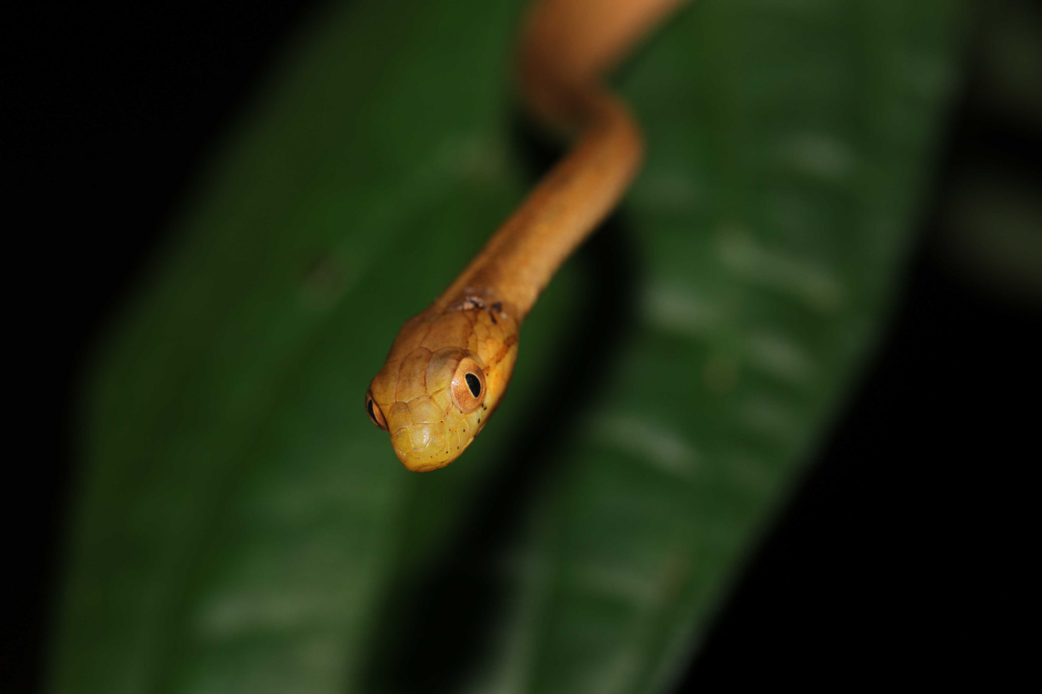 Thamnodynastes pallidus