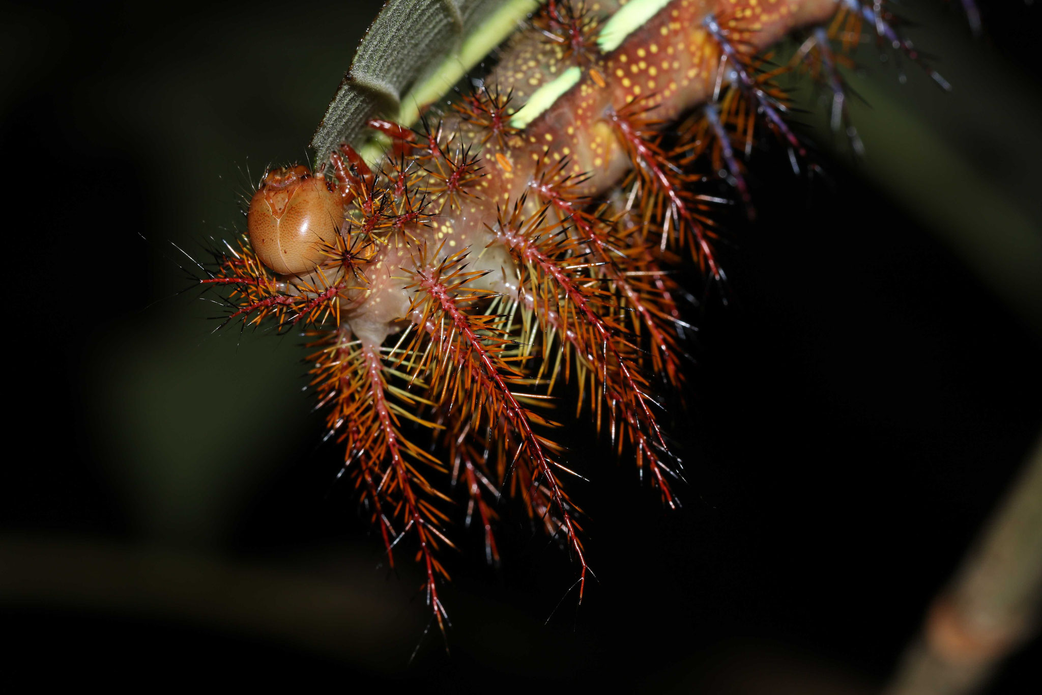 Chenille de Saturnidé (indéterminée)