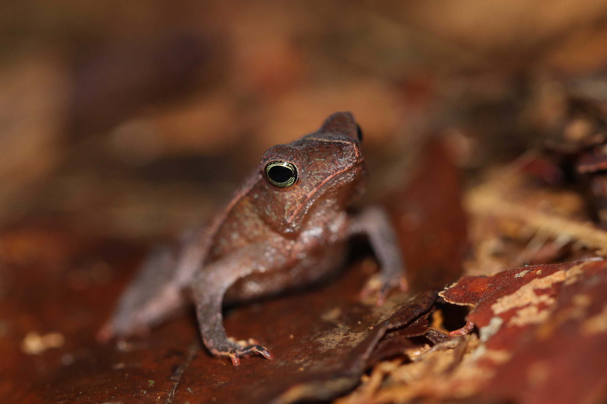 Rhinella margaritifera