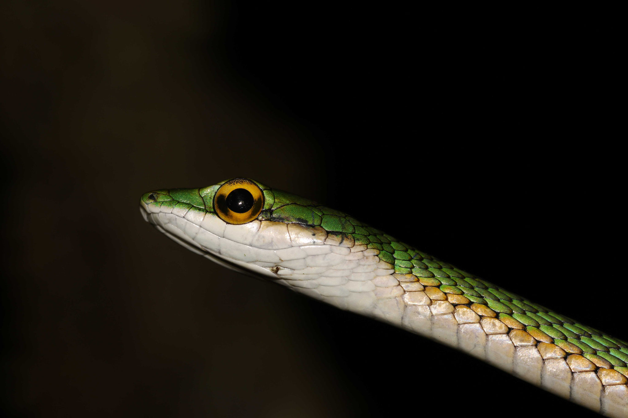 Leptophis ahaetulla