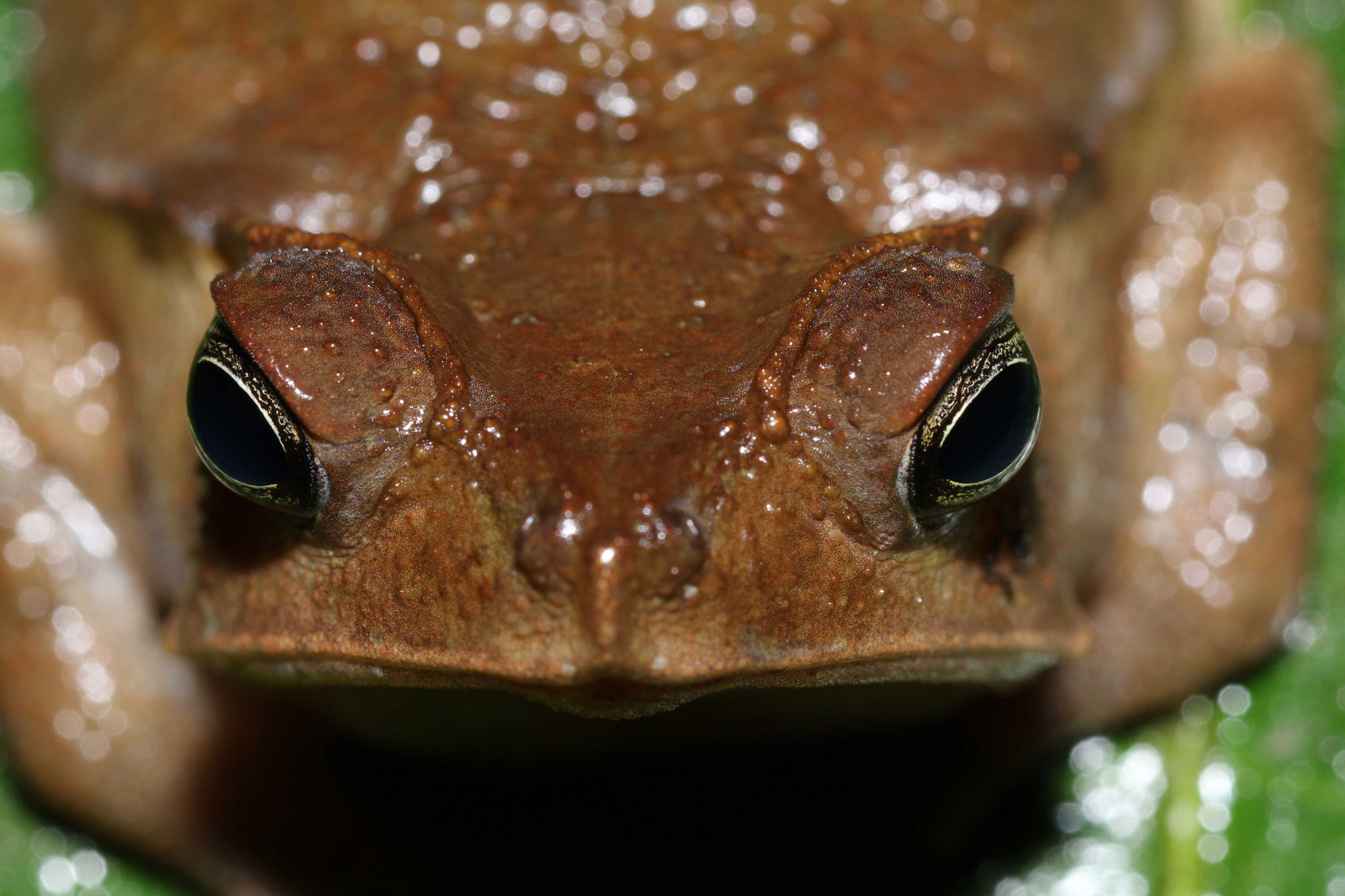Rhinella margaritifera