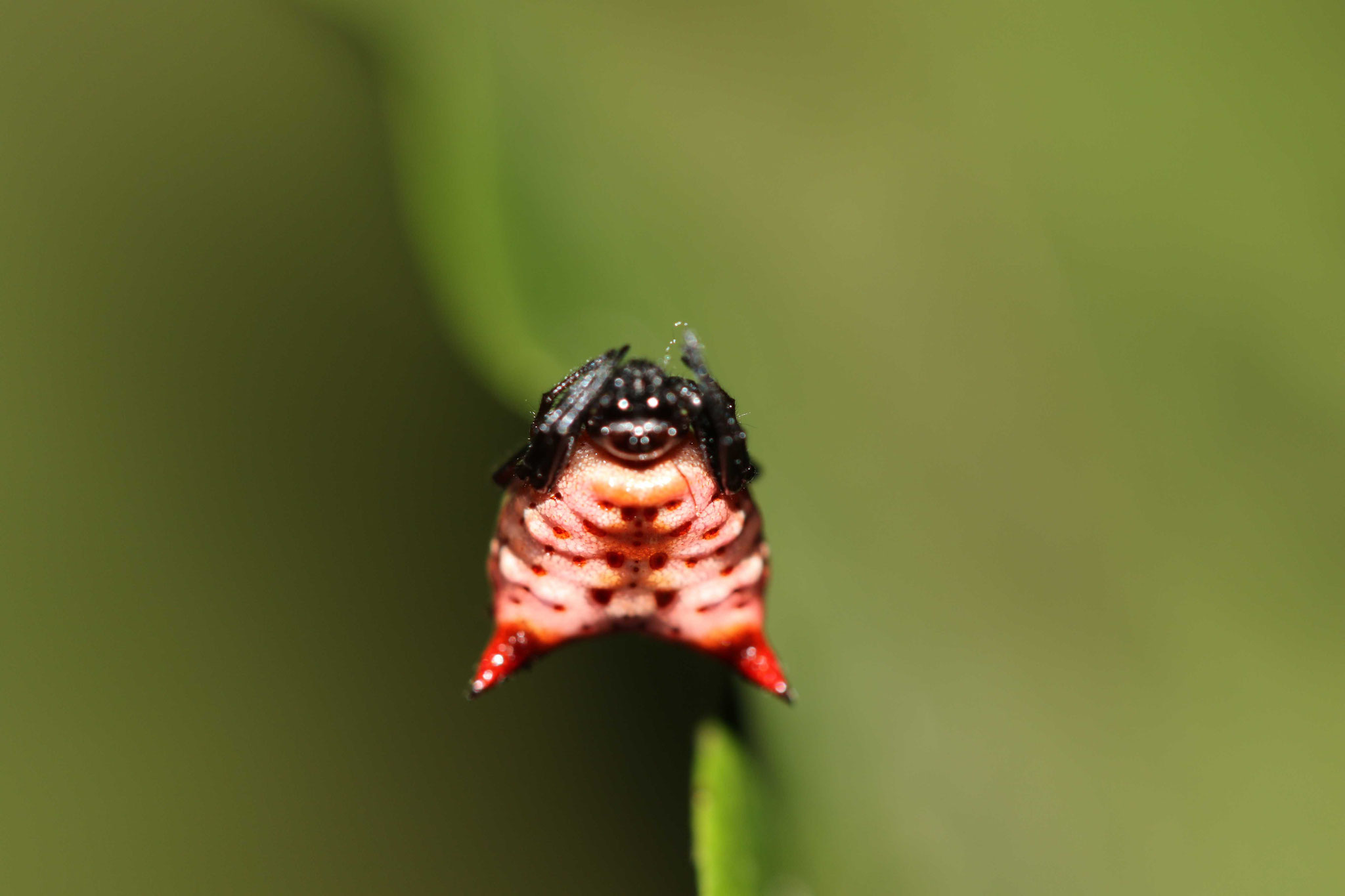 Micrathena sp