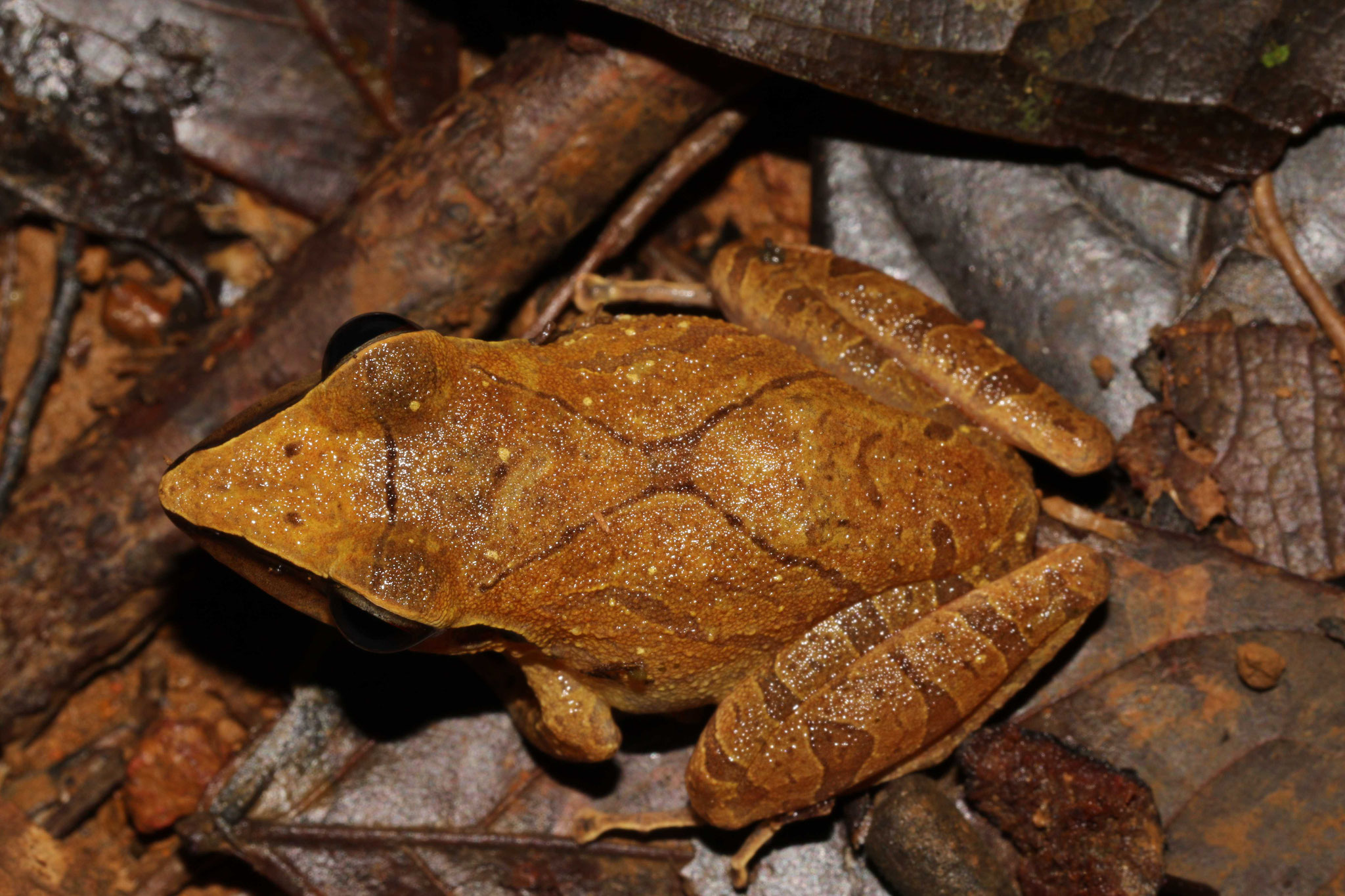 Pristimantis chiastonotus