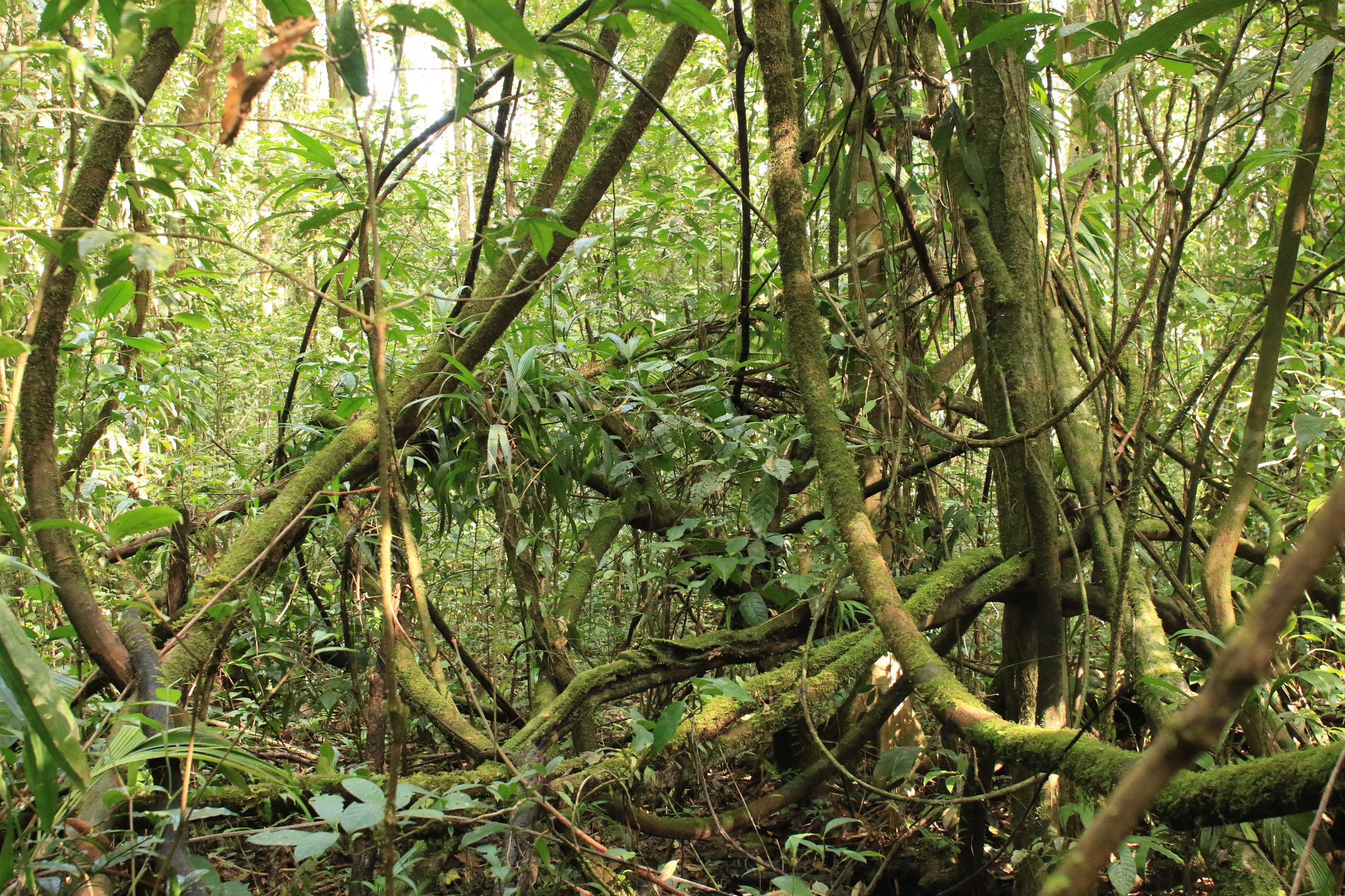 Réserve Trésor, (forêt de Kaw), forêt primaire