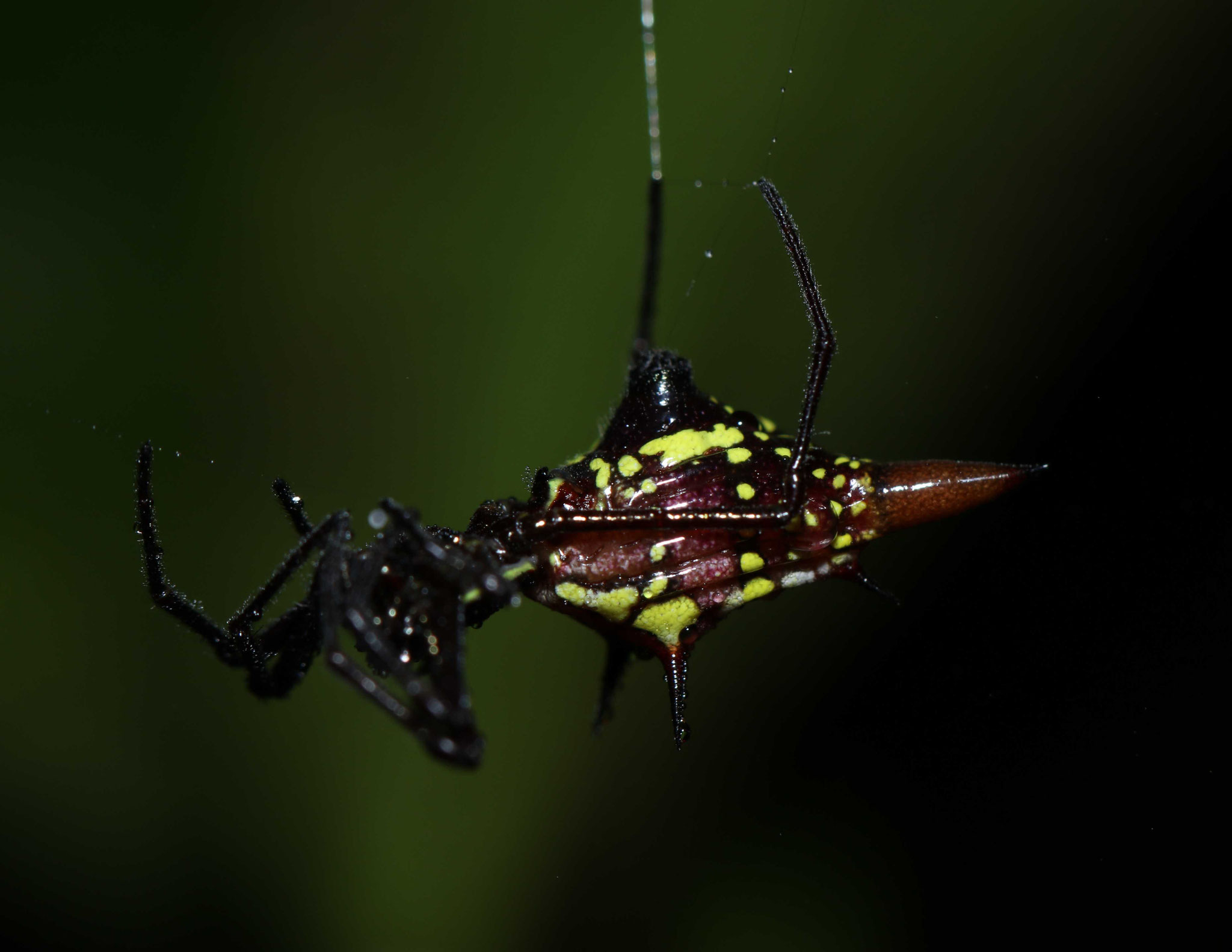 Micrathena sexspinosa
