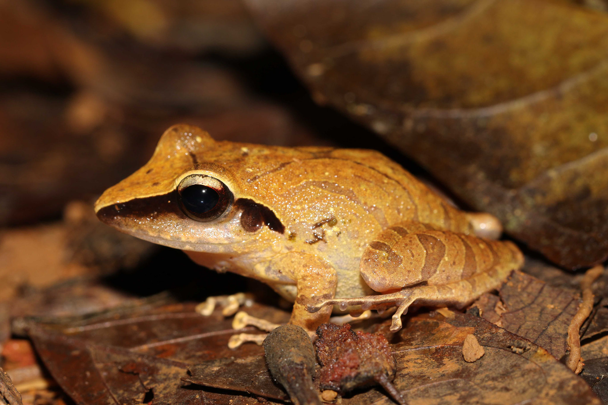 Pristimantis chiastonotus
