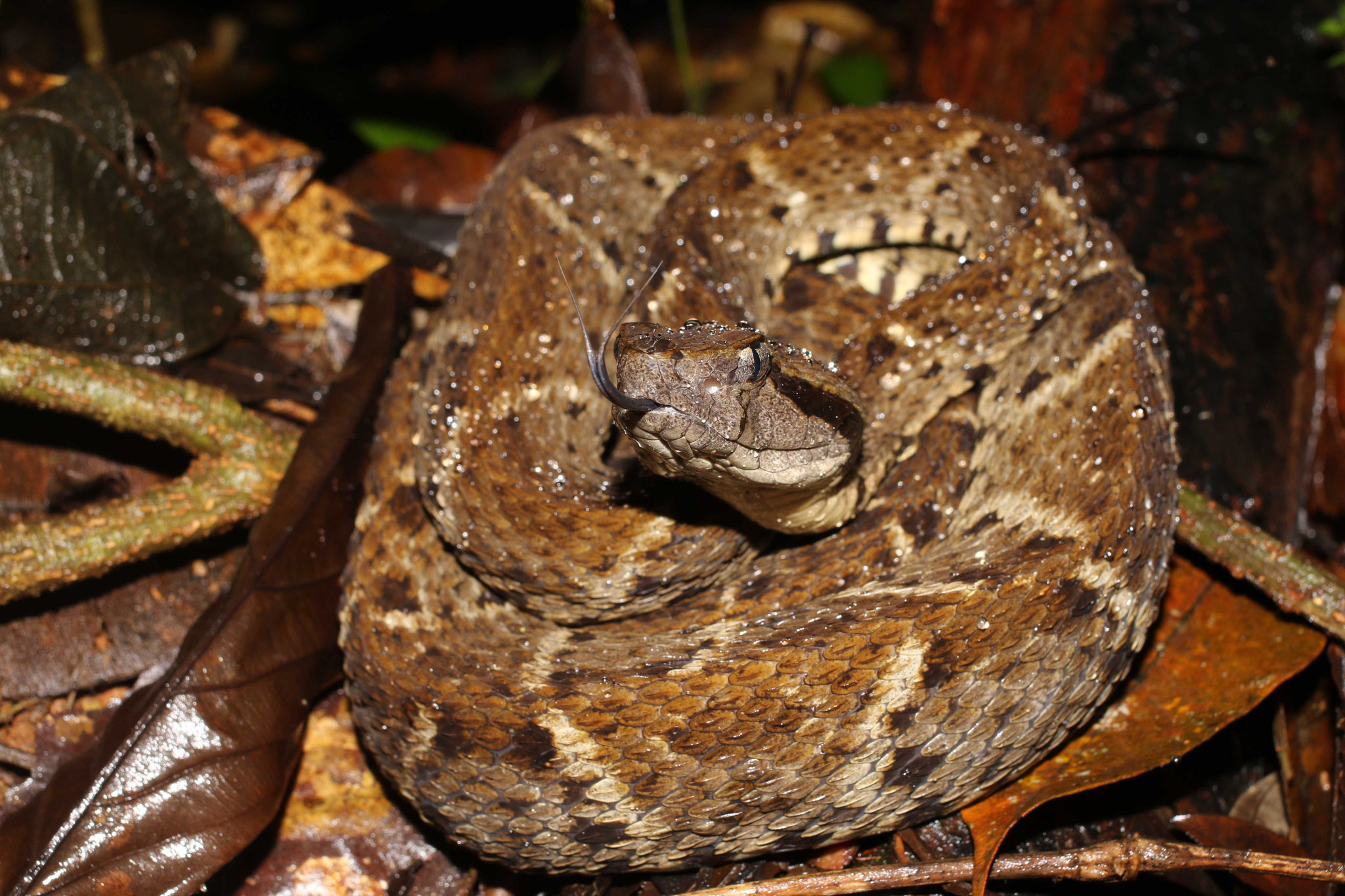 Bothrops atrox