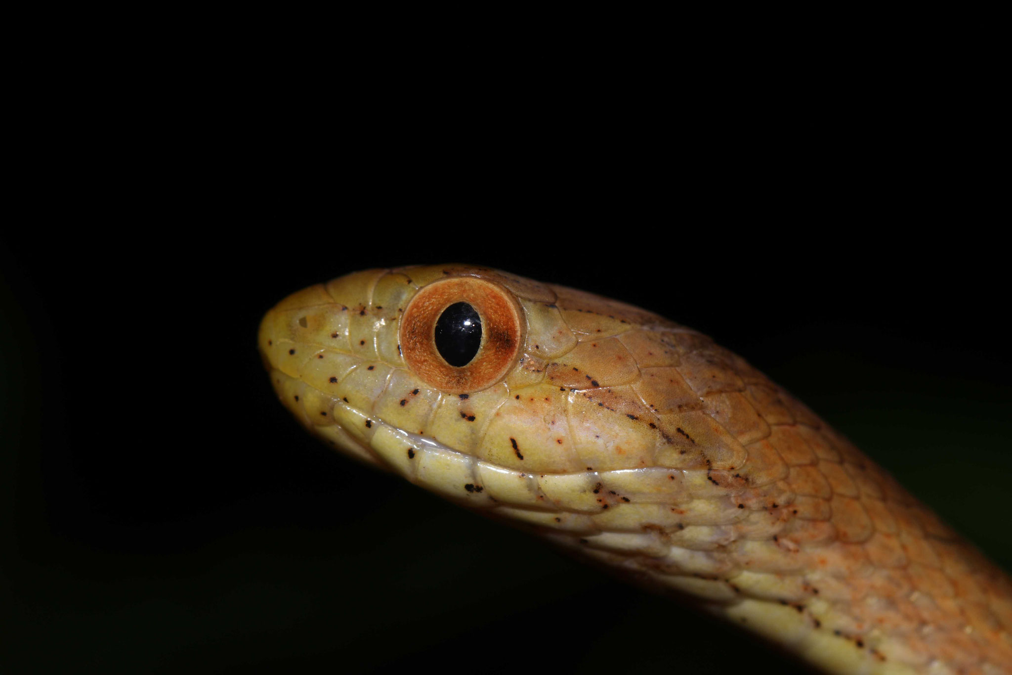 Thamnodynastes pallidus