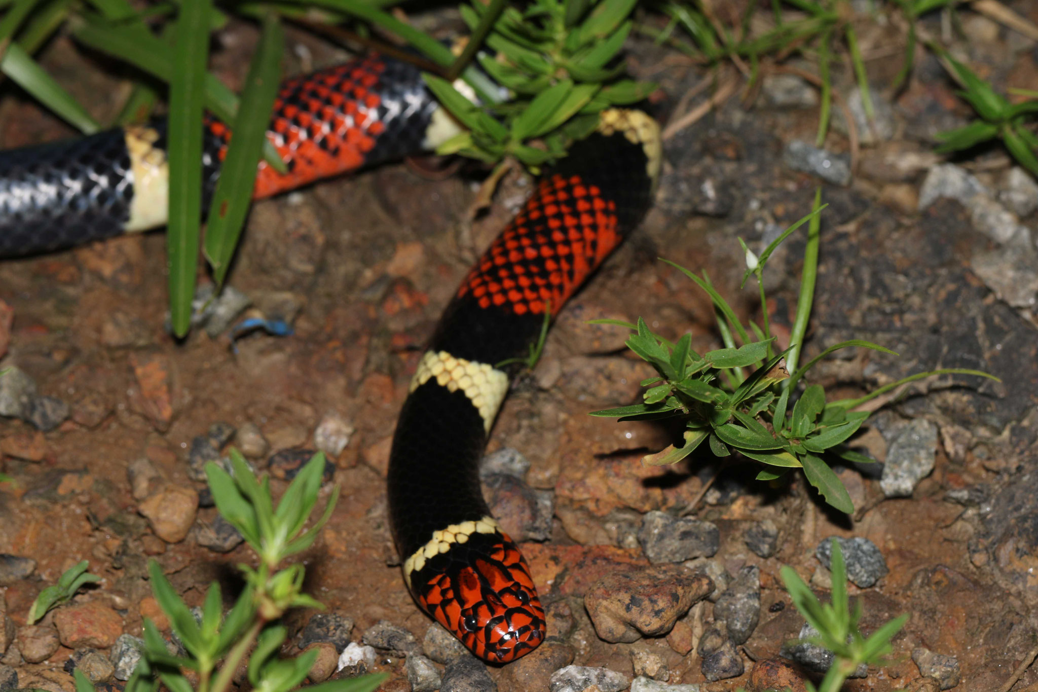 Micrurus surinamensis