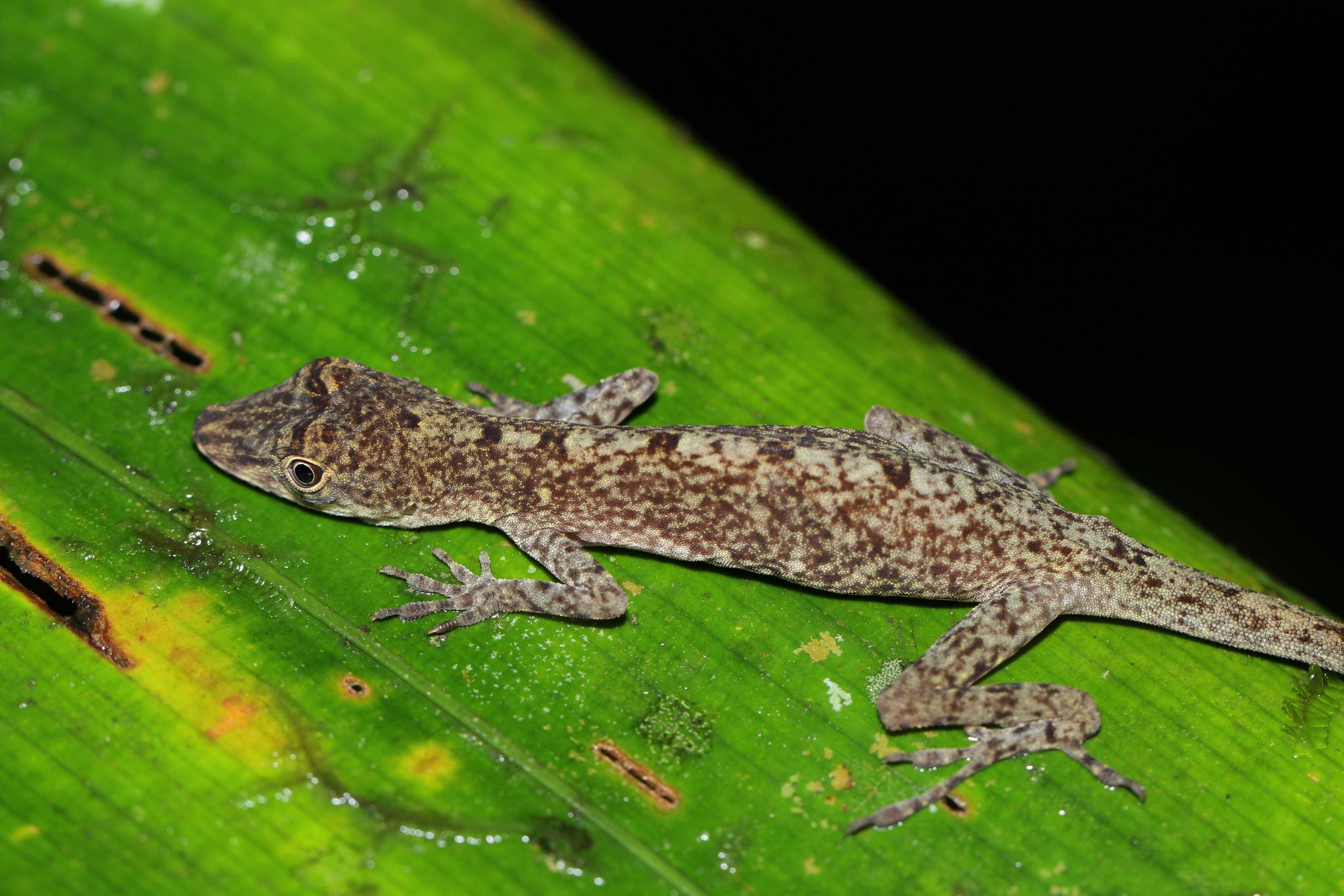 Anolis fuscoauratus