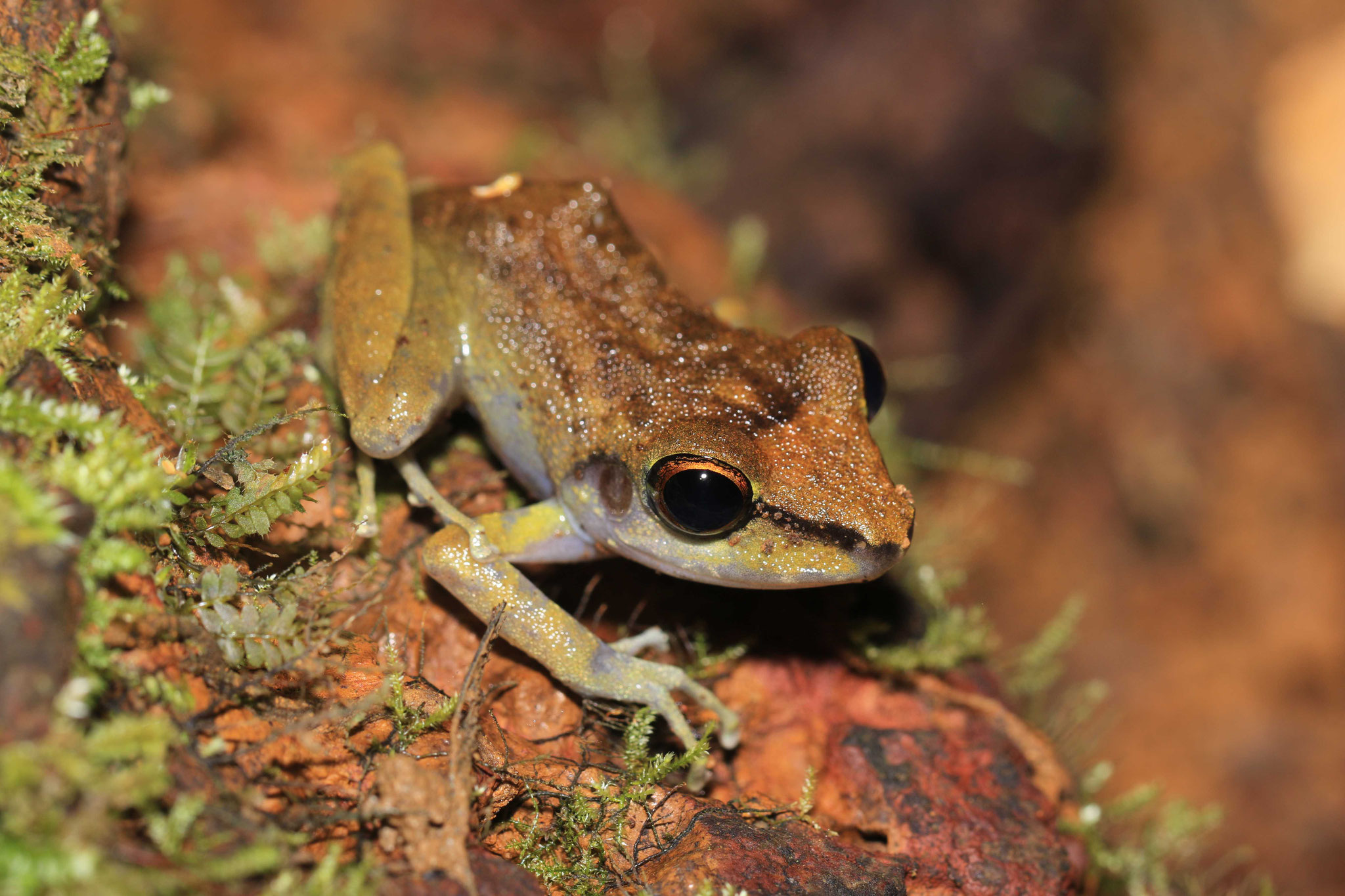 Pristimantis zeuctotylus