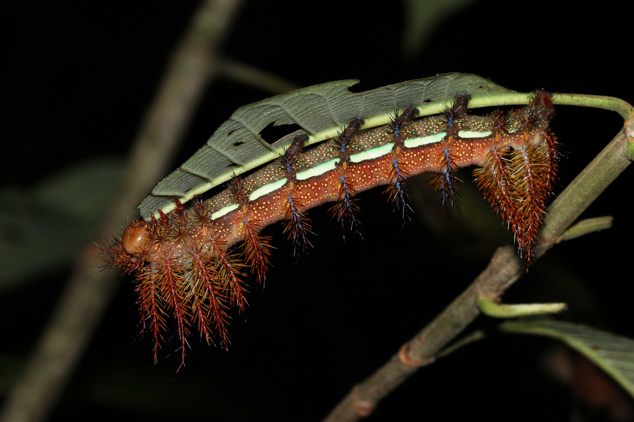 Chenille de Saturnidé (indéterminée)