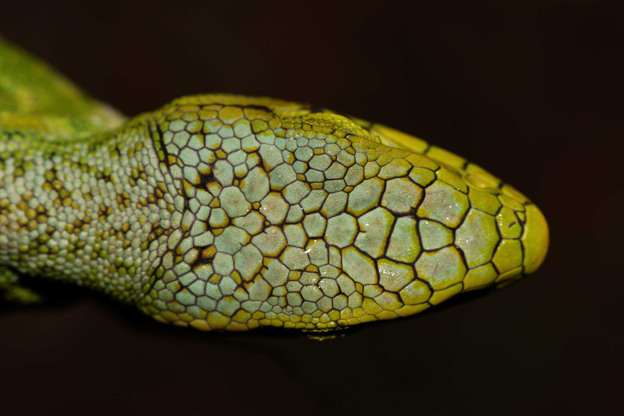 Polychrus marmoratus