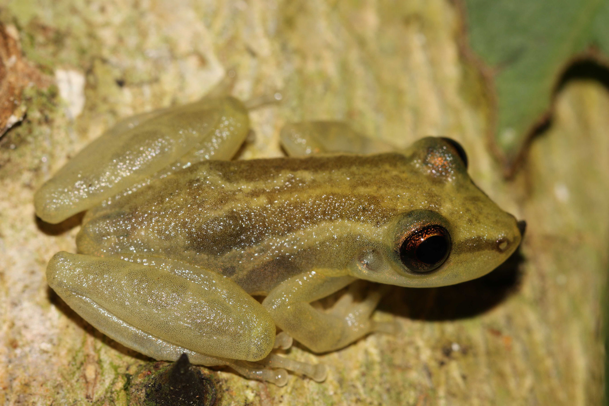 Scinax ruber