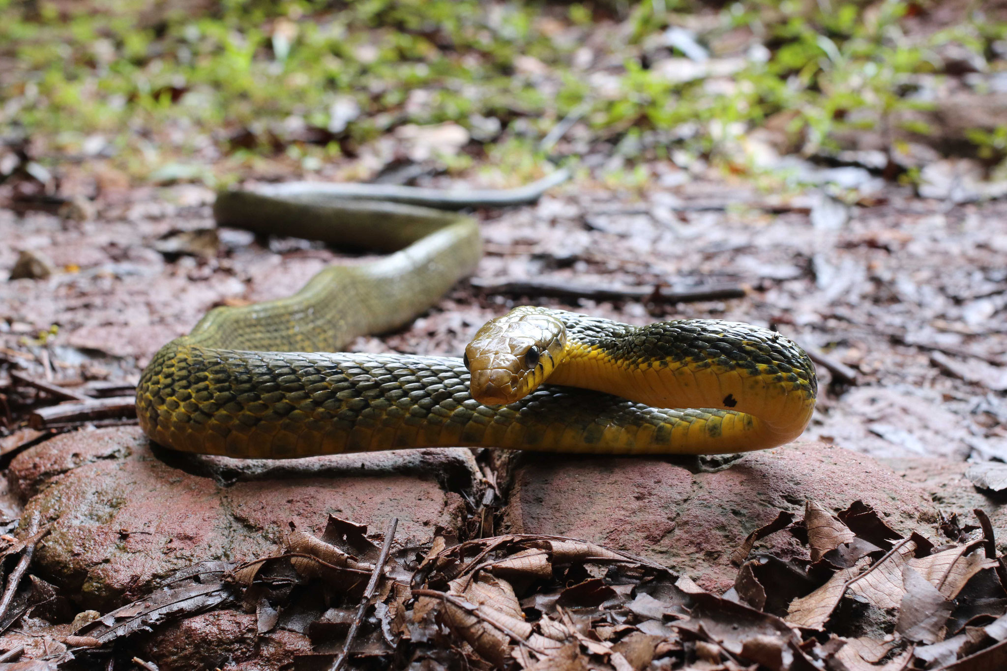 Spilotes sulphureus