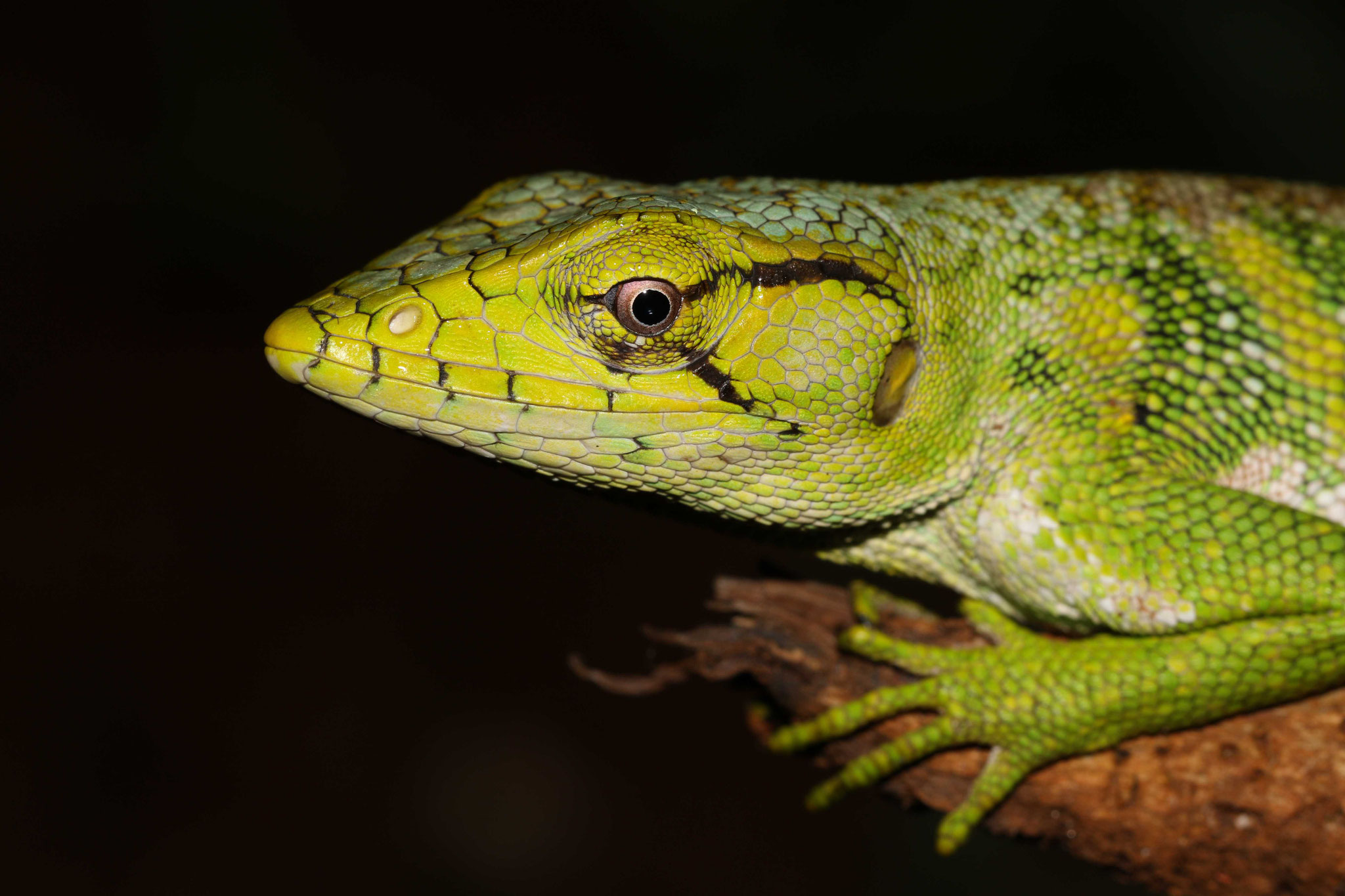 Polychrus marmoratus