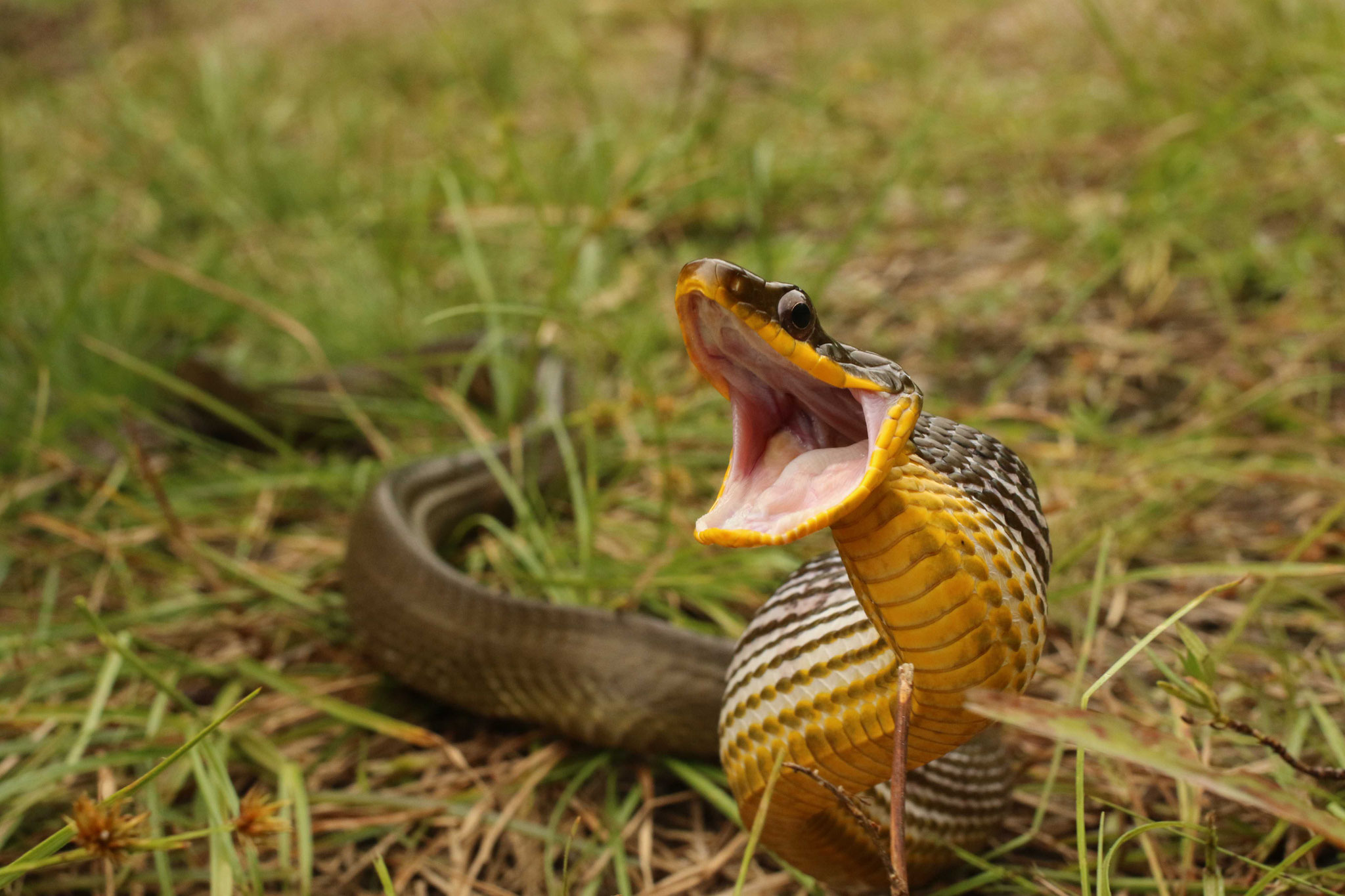 Phrynonax poecilonotus