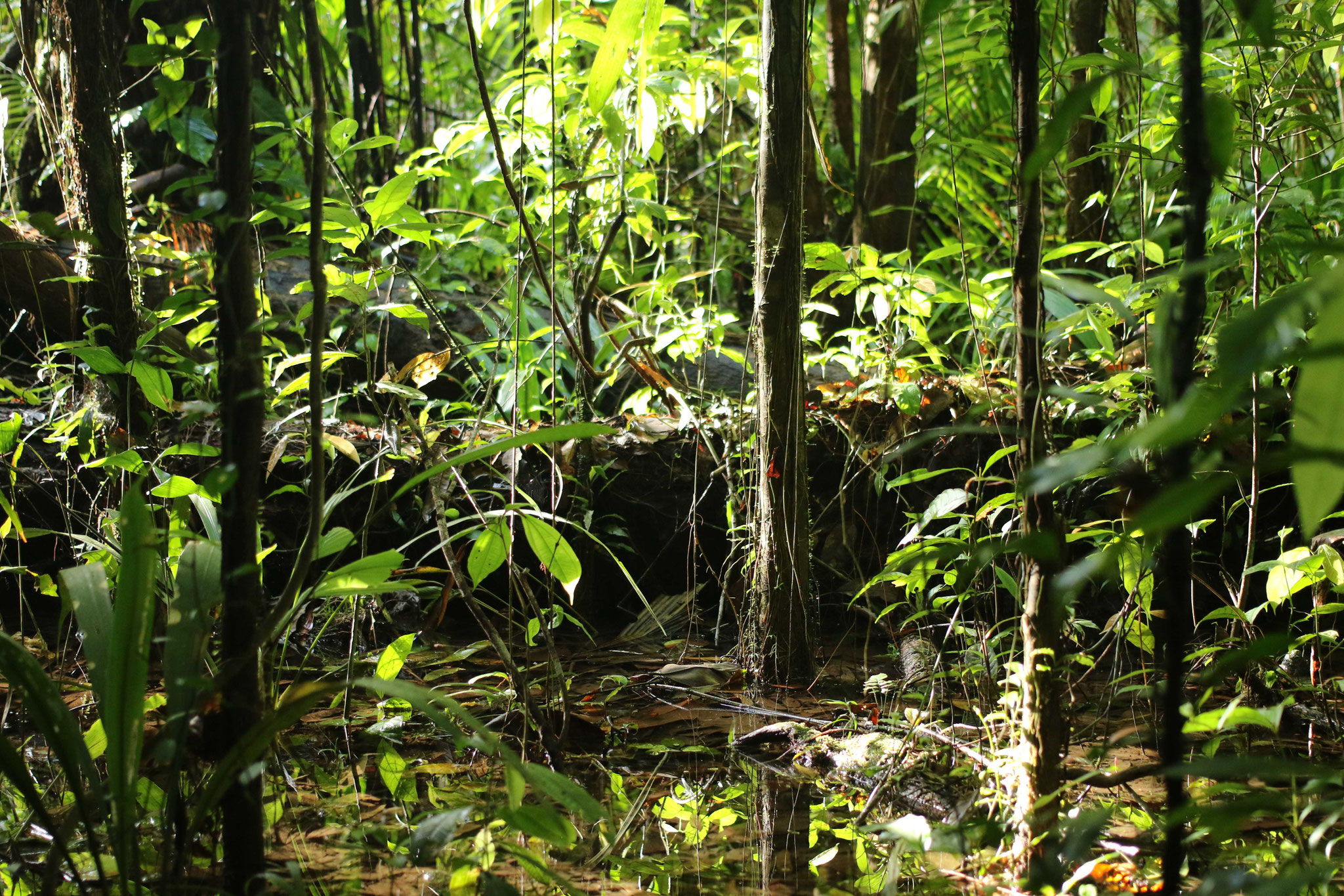 Bélizon, forêt primaire