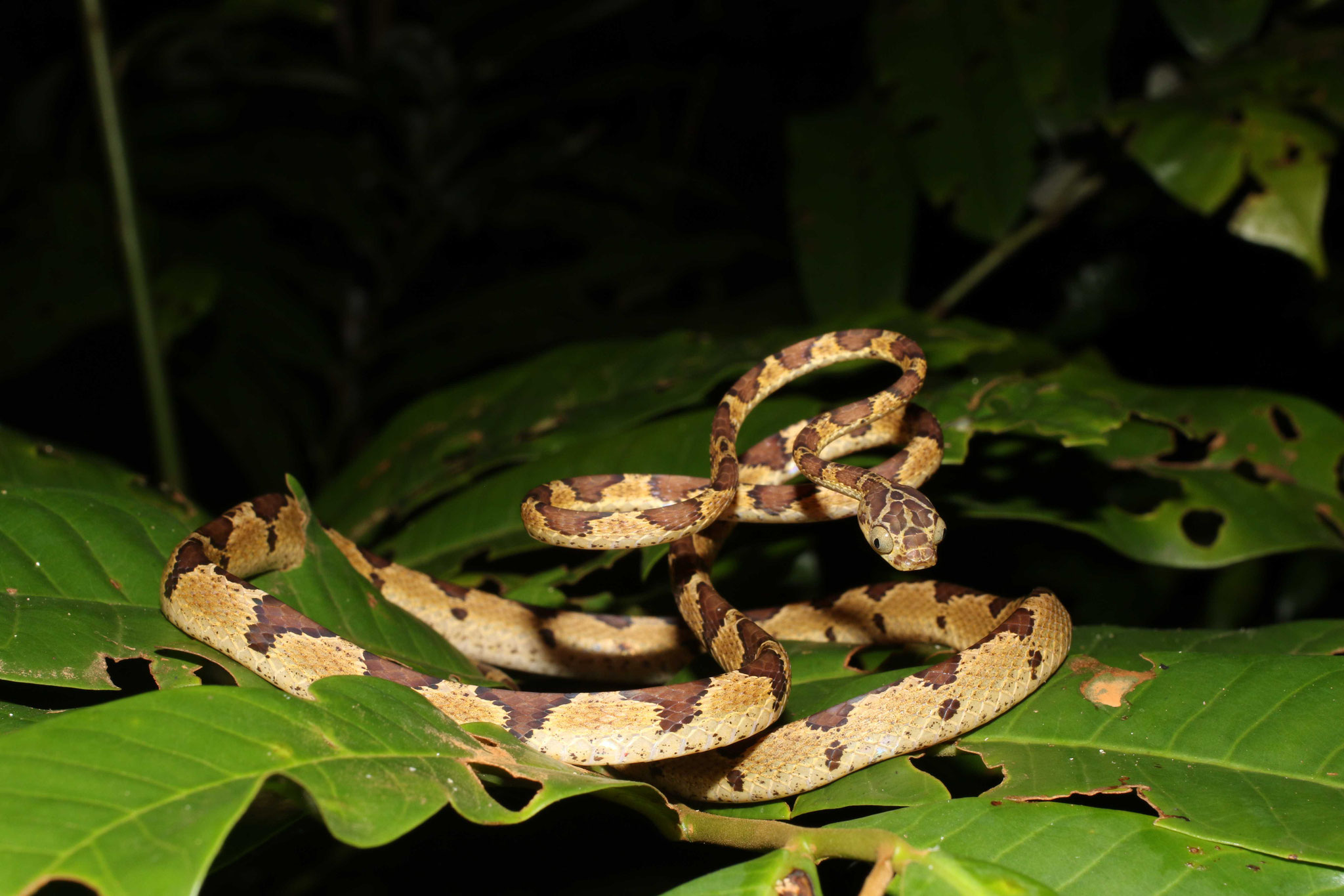 Imantodes cenchoa