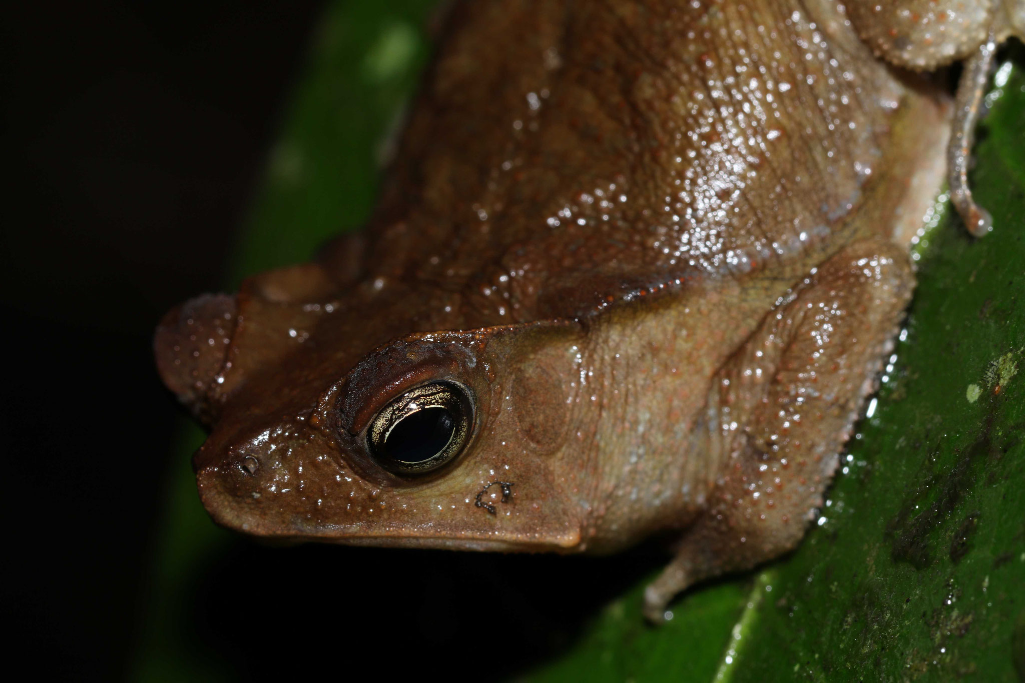 Rhinella margaritifera