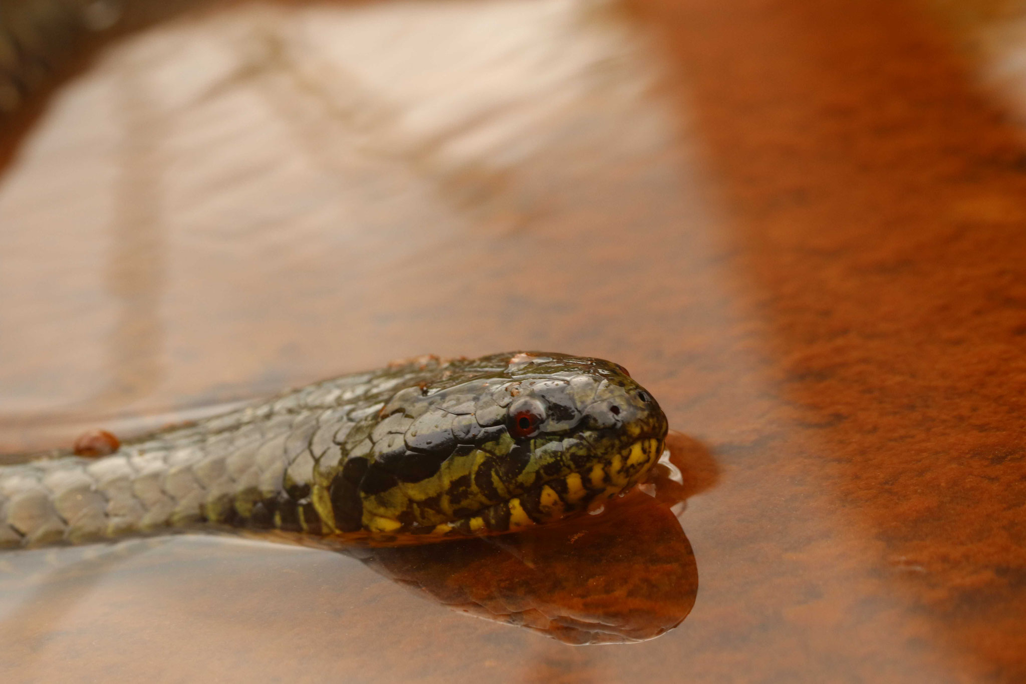 Pseudoeryx plicatilis
