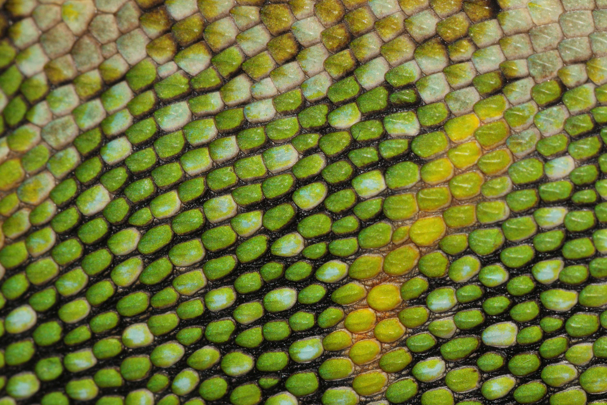 Polychrus marmoratus