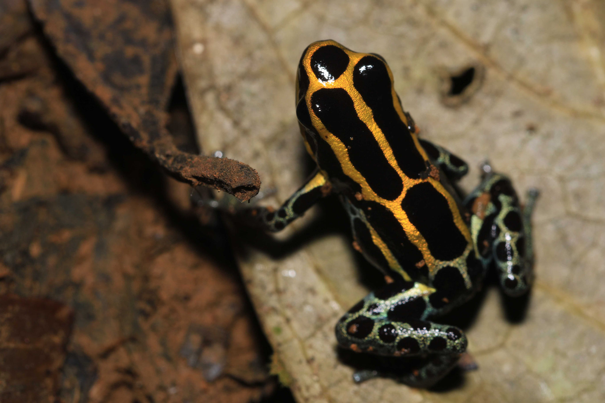 Ranitomeya amazonica
