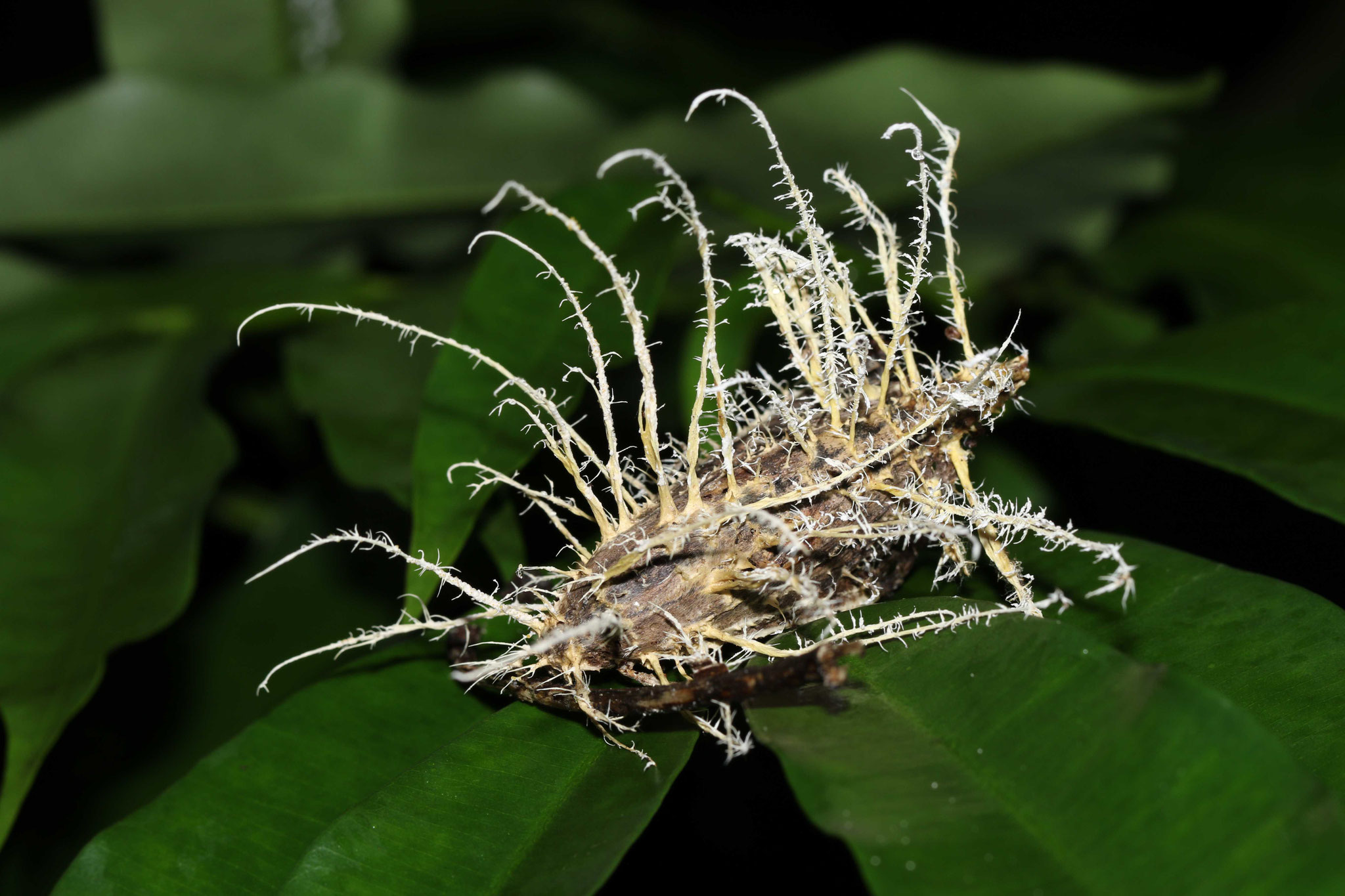 Papillon parasité par un champignon