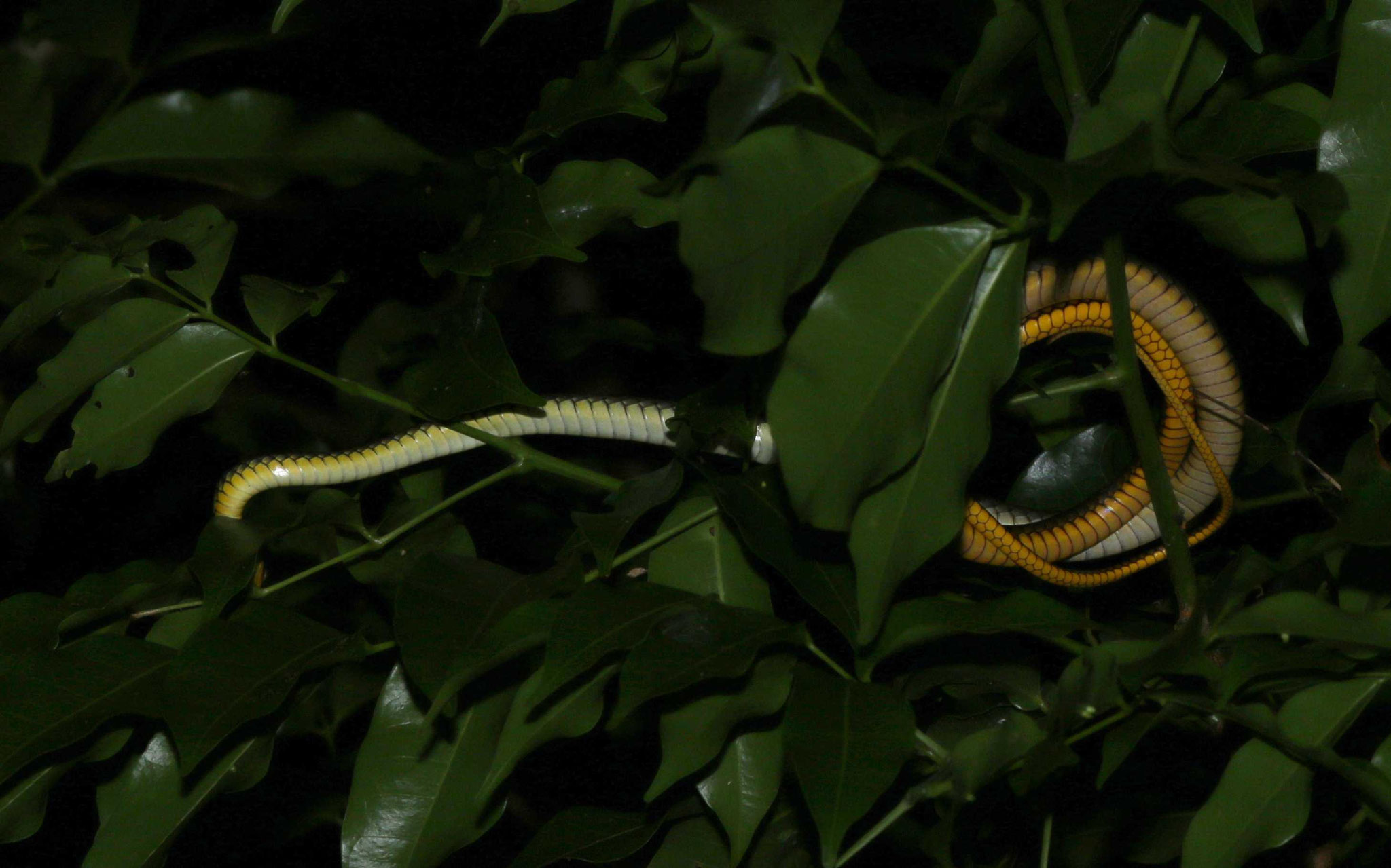 Chironius carinatus