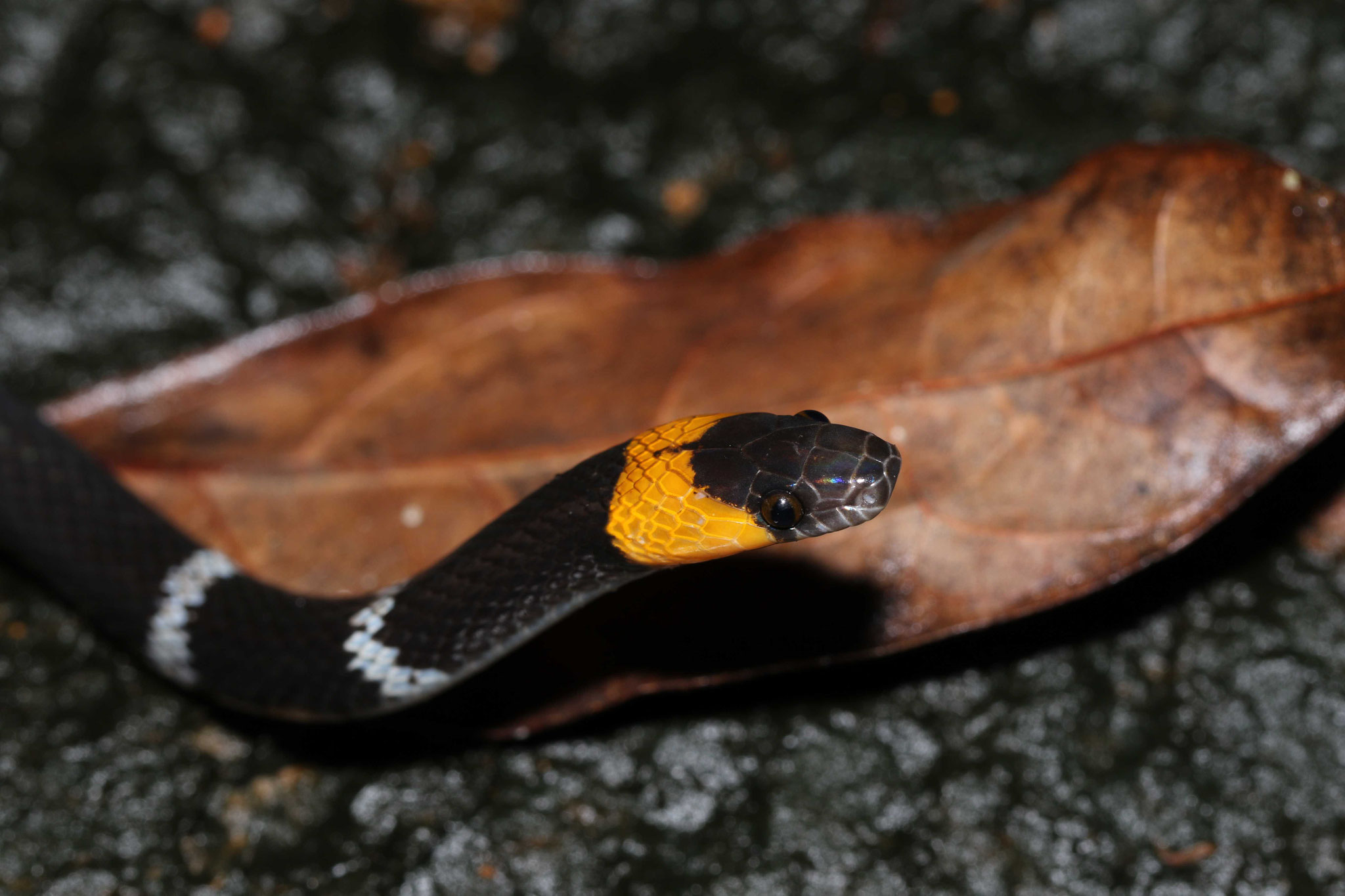 Oxyrhopus melanogenys