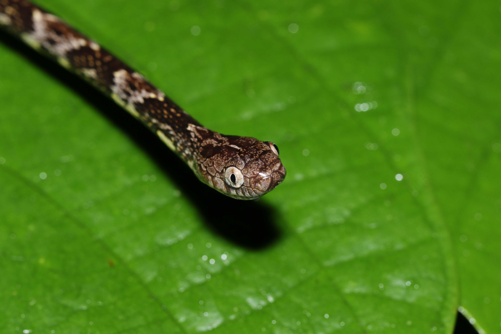 Dipsas variegata