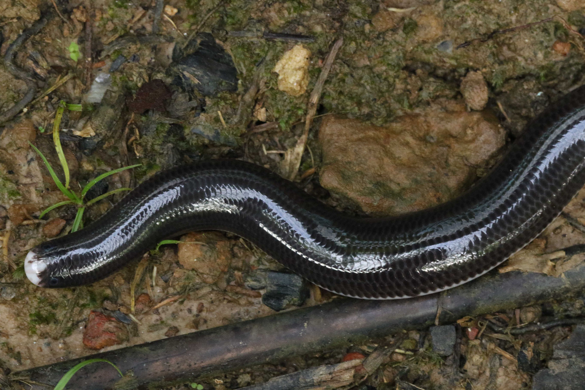 Amerotyphlops reticulatus